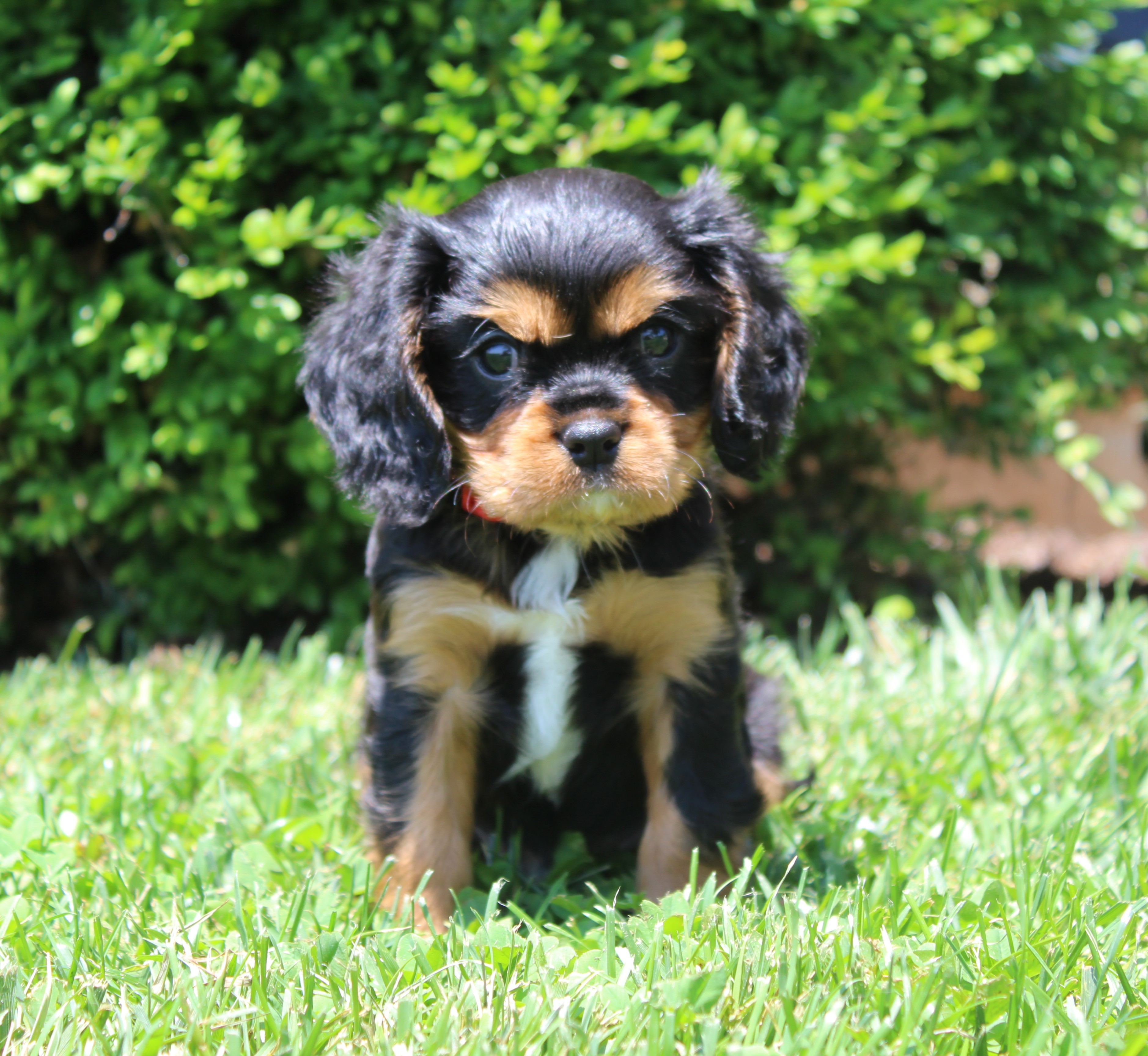 puppy, for, sale, Cavalier King Charles Spaniel,   Little Stream Estates LLC, dog, breeder, Lititz, PA, dog-breeder, puppy-for-sale, forsale, nearby, find, puppyfind, locator, puppylocator, aca