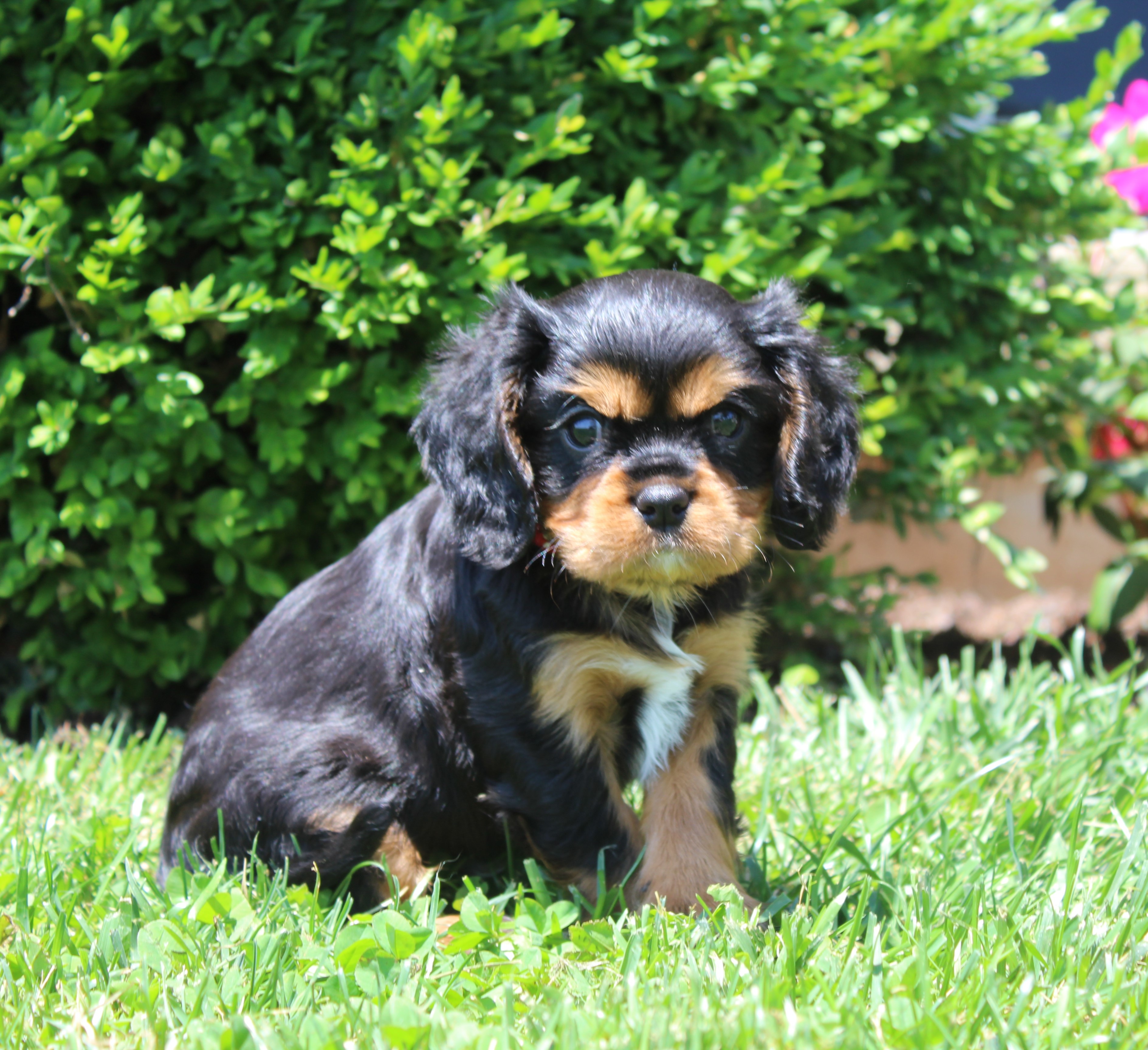 puppy, for, sale, Cavalier King Charles Spaniel,   Little Stream Estates LLC, dog, breeder, Lititz, PA, dog-breeder, puppy-for-sale, forsale, nearby, find, puppyfind, locator, puppylocator, aca