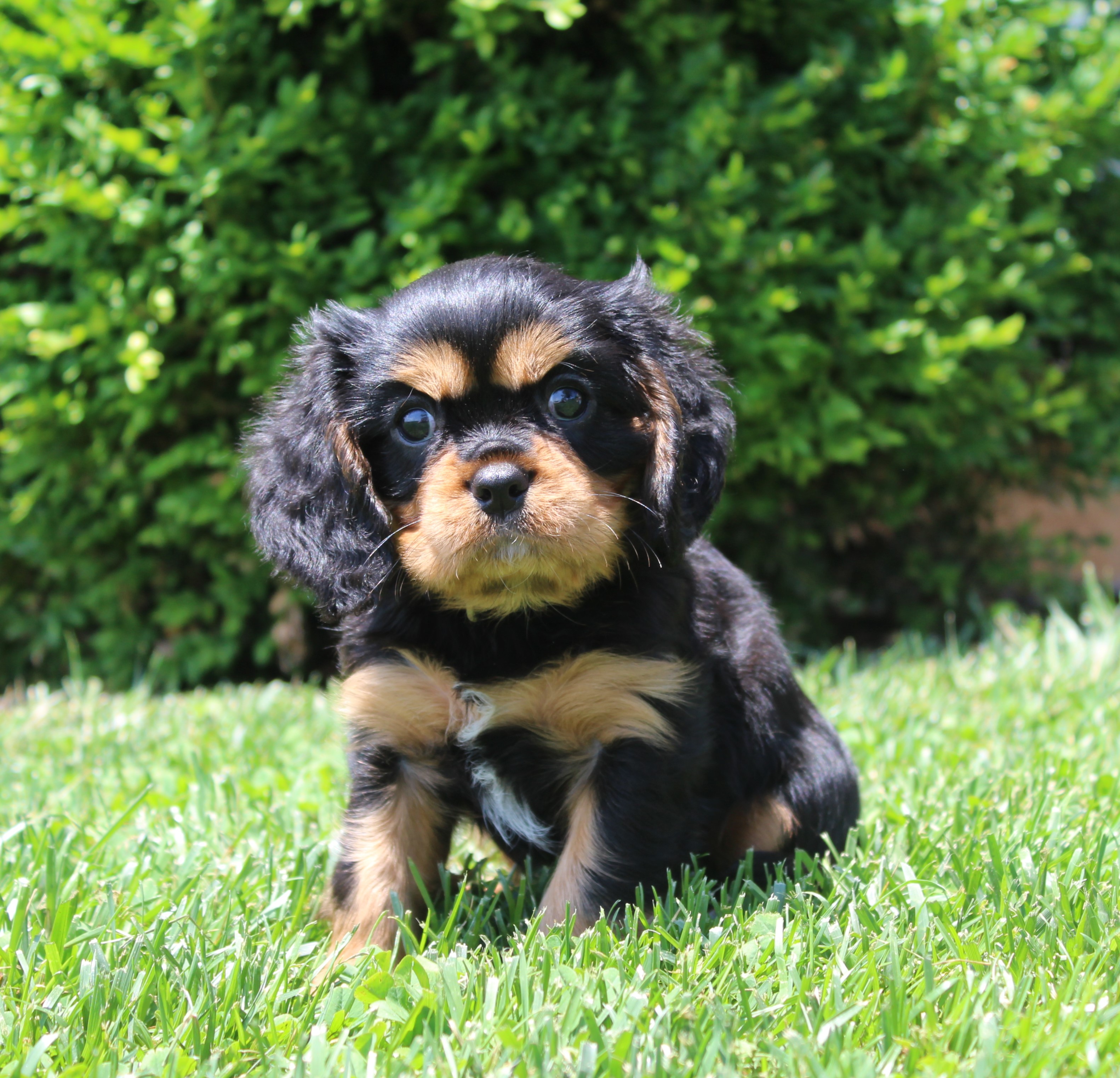puppy, for, sale, Cavalier King Charles Spaniel,   Little Stream Estates LLC, dog, breeder, Lititz, PA, dog-breeder, puppy-for-sale, forsale, nearby, find, puppyfind, locator, puppylocator, aca