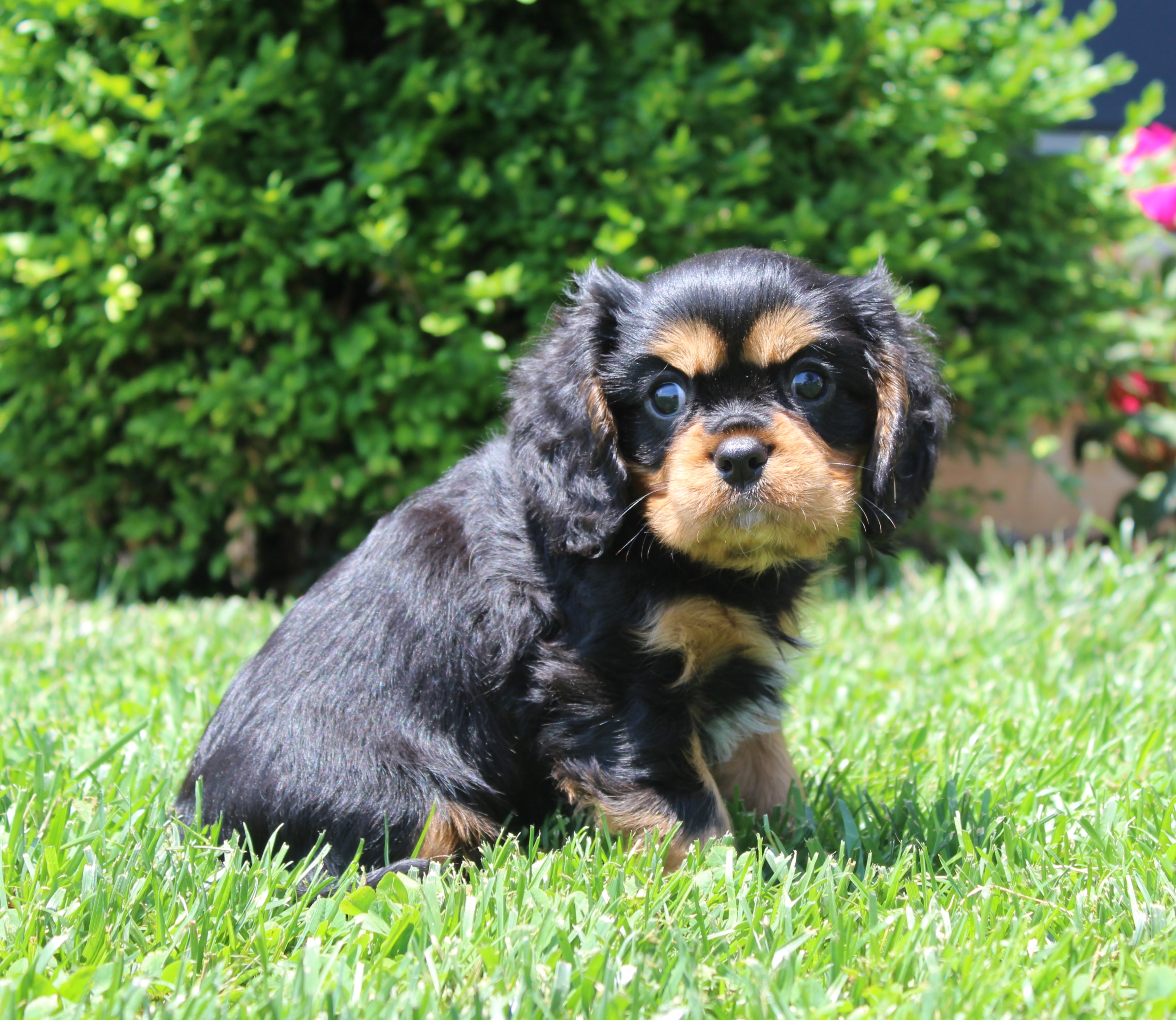 puppy, for, sale, Cavalier King Charles Spaniel,   Little Stream Estates LLC, dog, breeder, Lititz, PA, dog-breeder, puppy-for-sale, forsale, nearby, find, puppyfind, locator, puppylocator, aca