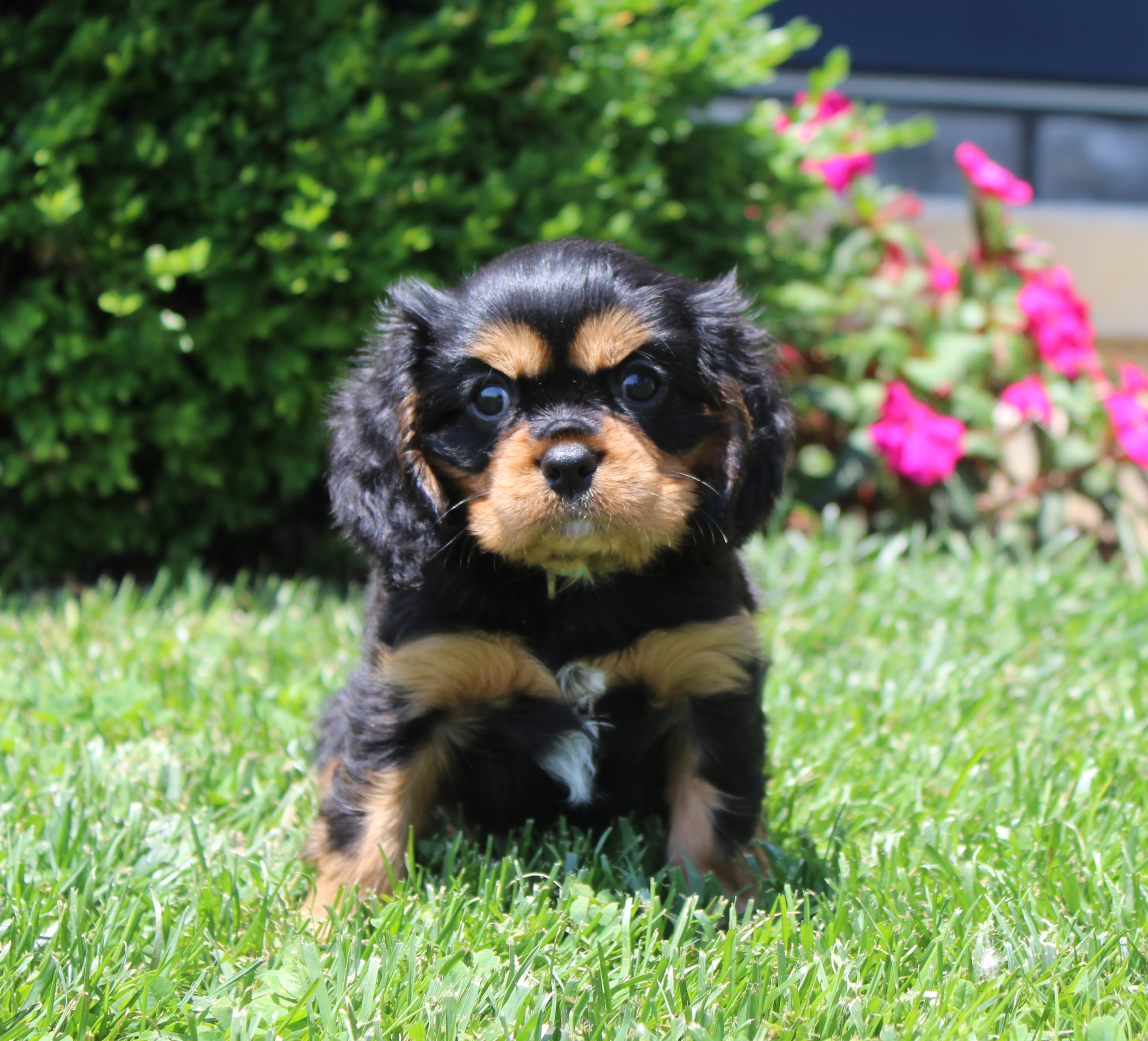 puppy, for, sale, Cavalier King Charles Spaniel,   Little Stream Estates LLC, dog, breeder, Lititz, PA, dog-breeder, puppy-for-sale, forsale, nearby, find, puppyfind, locator, puppylocator, aca