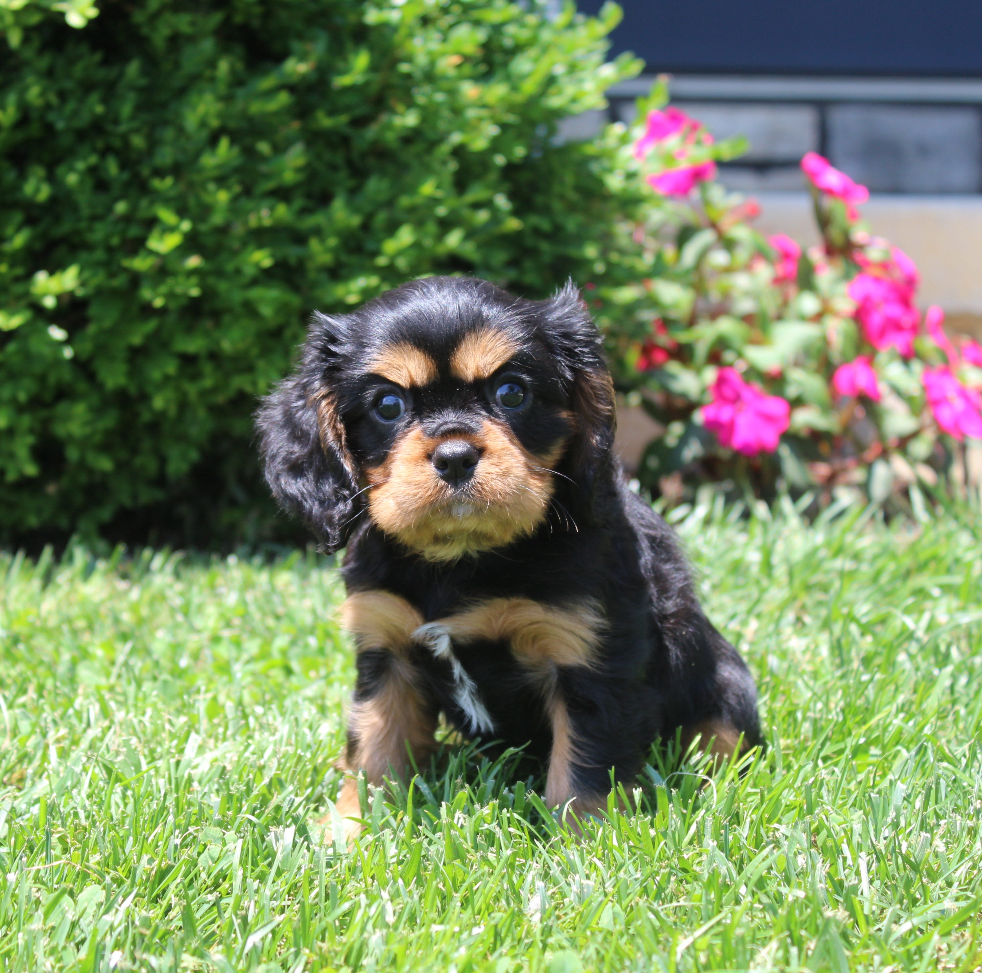 puppy, for, sale, Cavalier King Charles Spaniel,   Little Stream Estates LLC, dog, breeder, Lititz, PA, dog-breeder, puppy-for-sale, forsale, nearby, find, puppyfind, locator, puppylocator, aca