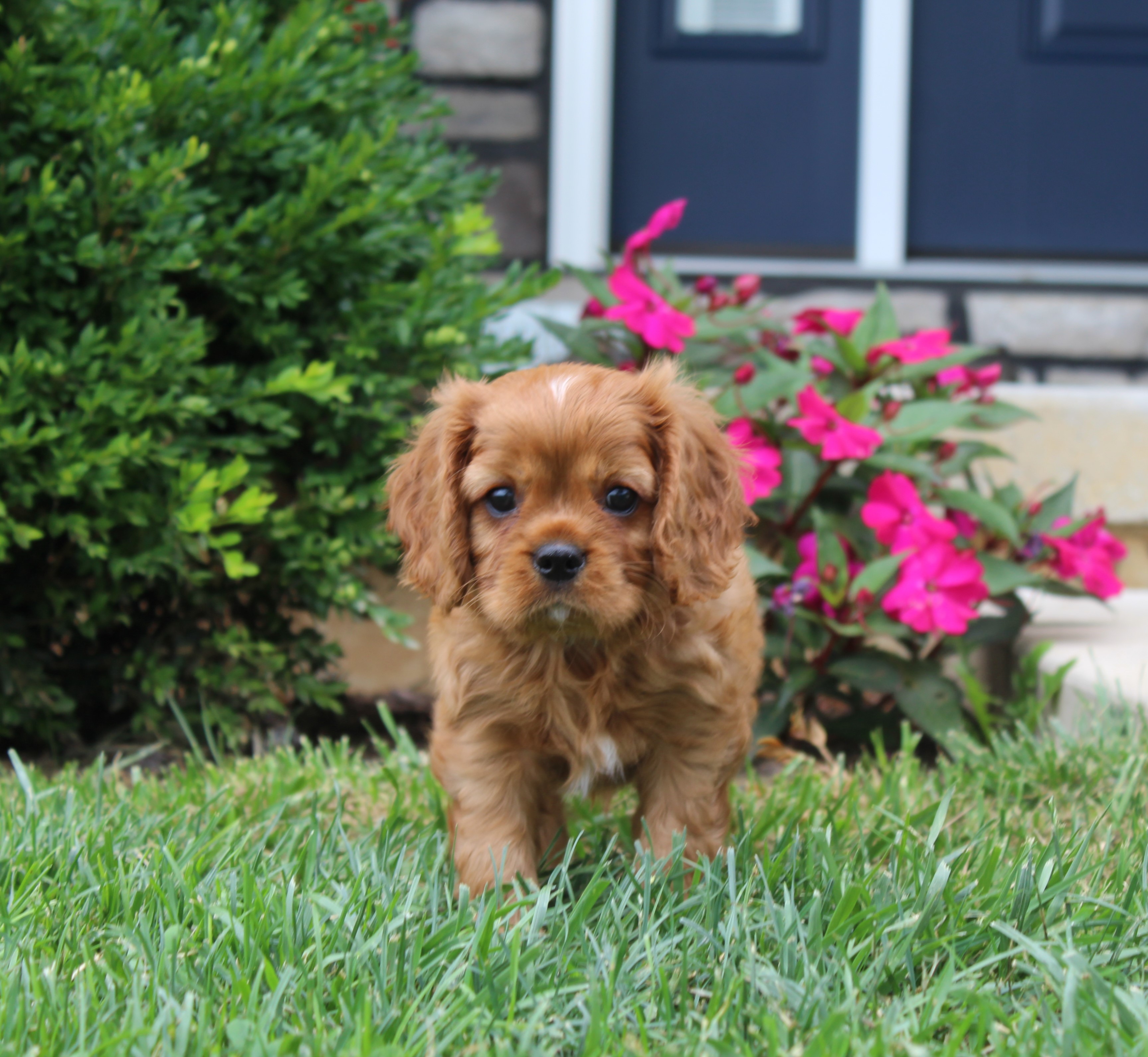 puppy, for, sale, Cavalier King Charles Spaniel,   Little Stream Estates LLC, dog, breeder, Lititz, PA, dog-breeder, puppy-for-sale, forsale, nearby, find, puppyfind, locator, puppylocator, aca
