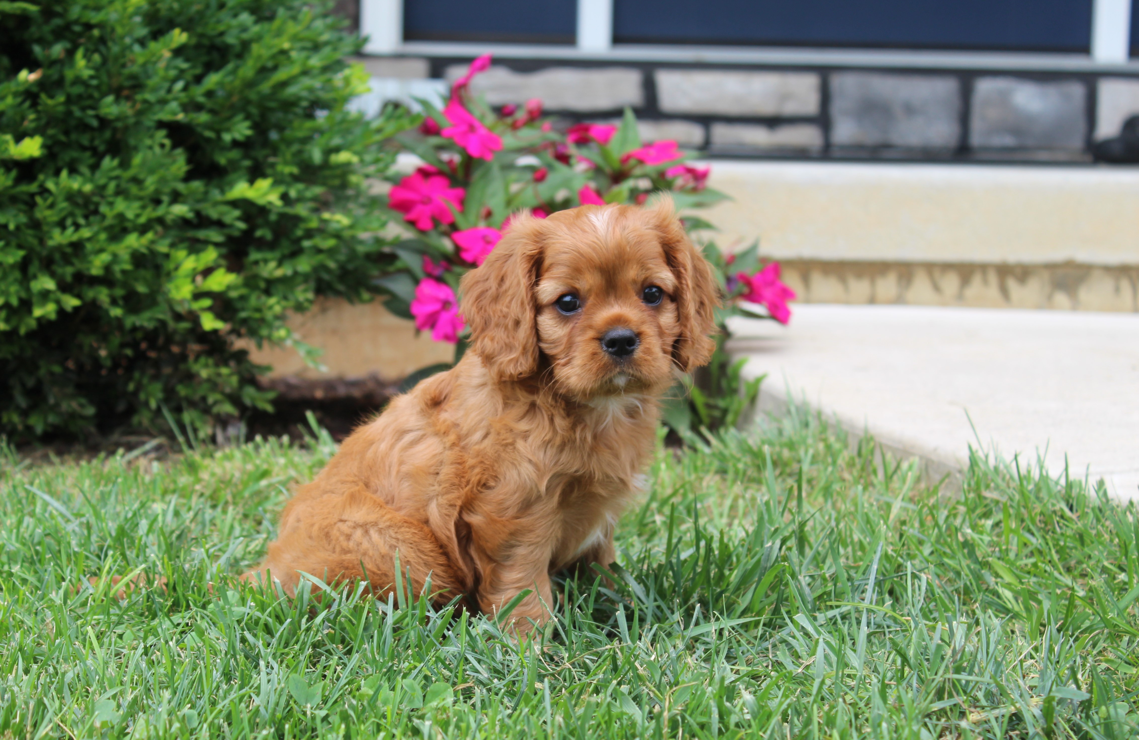 puppy, for, sale, Cavalier King Charles Spaniel,   Little Stream Estates LLC, dog, breeder, Lititz, PA, dog-breeder, puppy-for-sale, forsale, nearby, find, puppyfind, locator, puppylocator, aca