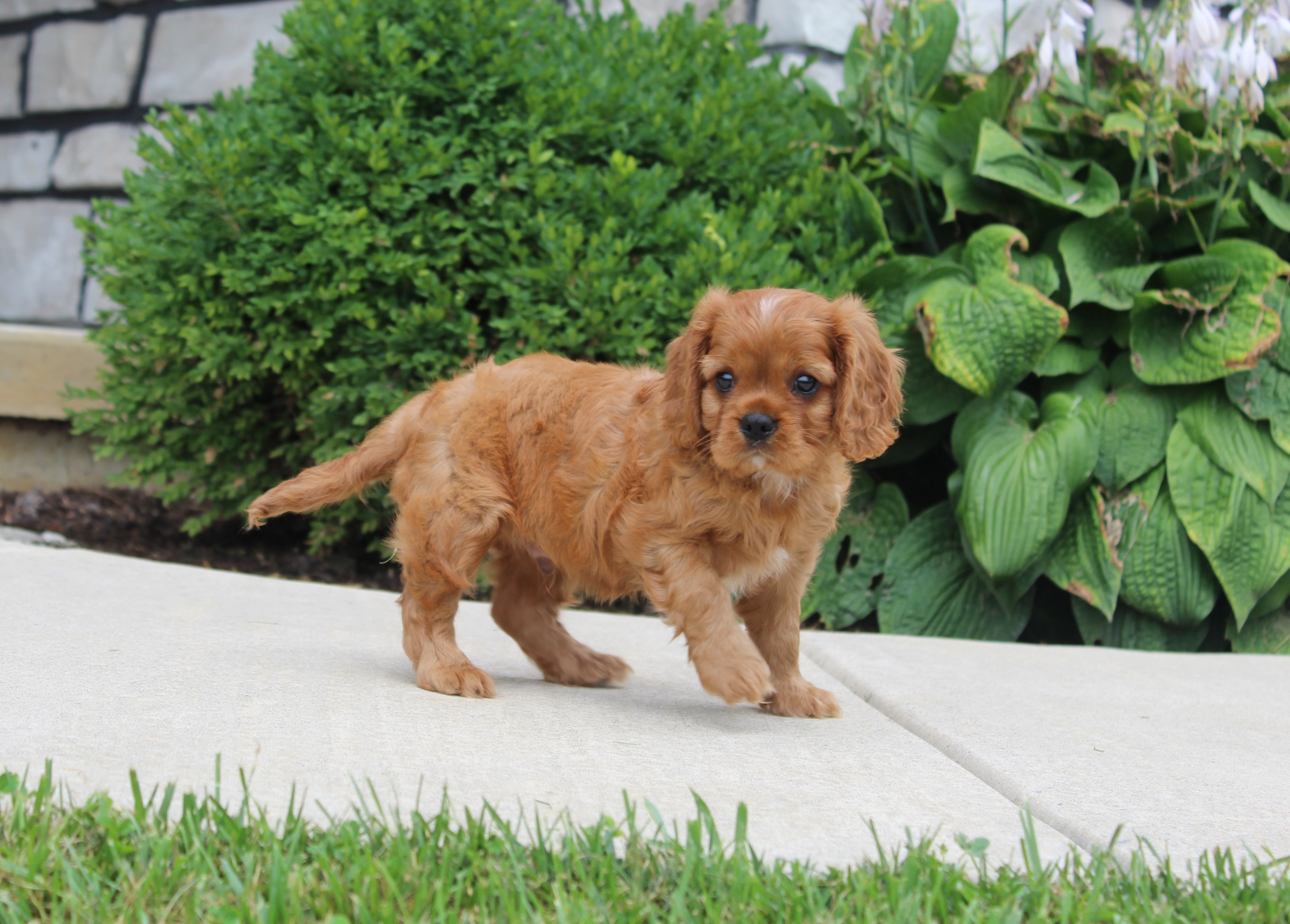 puppy, for, sale, Cavalier King Charles Spaniel,   Little Stream Estates LLC, dog, breeder, Lititz, PA, dog-breeder, puppy-for-sale, forsale, nearby, find, puppyfind, locator, puppylocator, aca