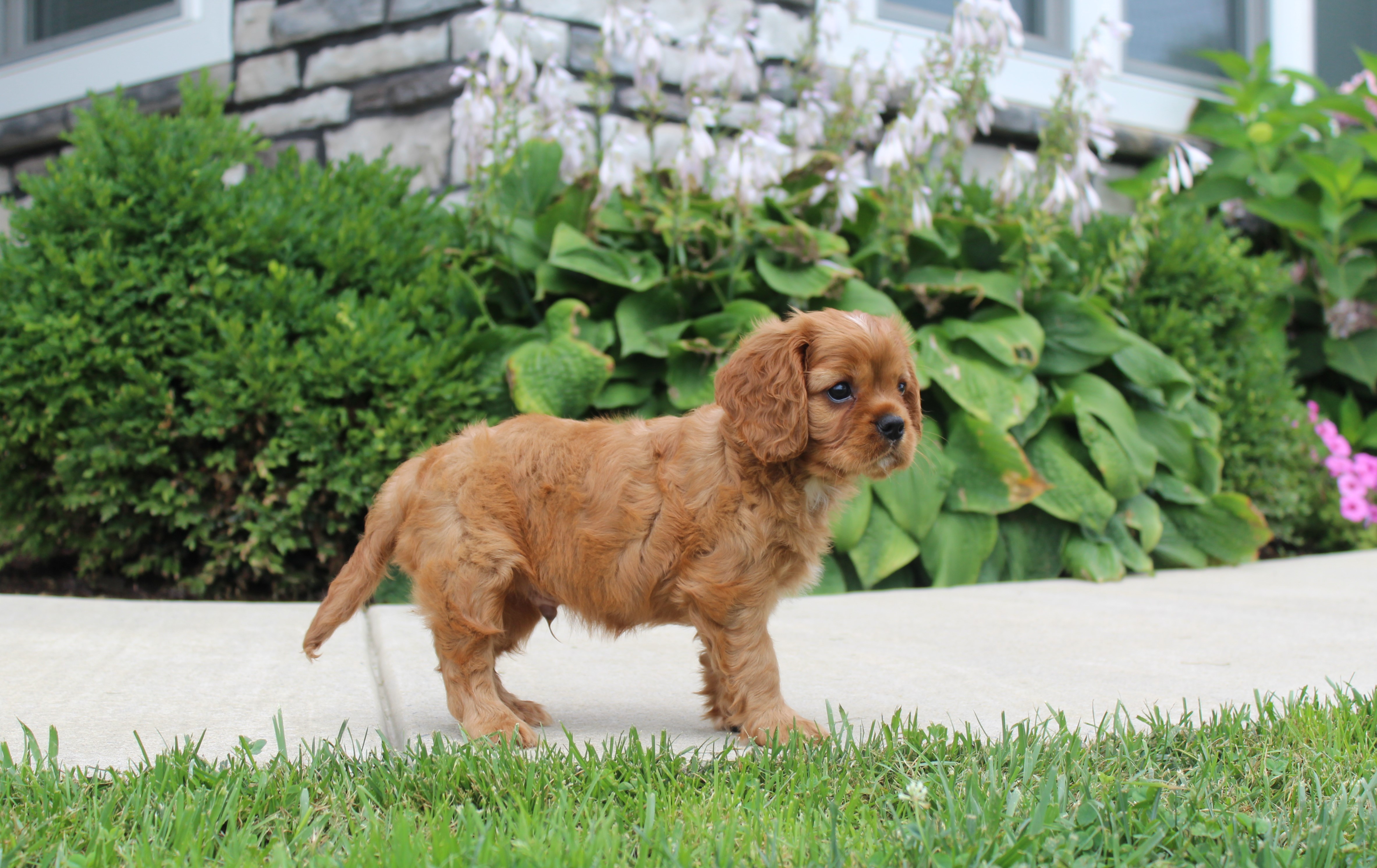 puppy, for, sale, Cavalier King Charles Spaniel,   Little Stream Estates LLC, dog, breeder, Lititz, PA, dog-breeder, puppy-for-sale, forsale, nearby, find, puppyfind, locator, puppylocator, aca