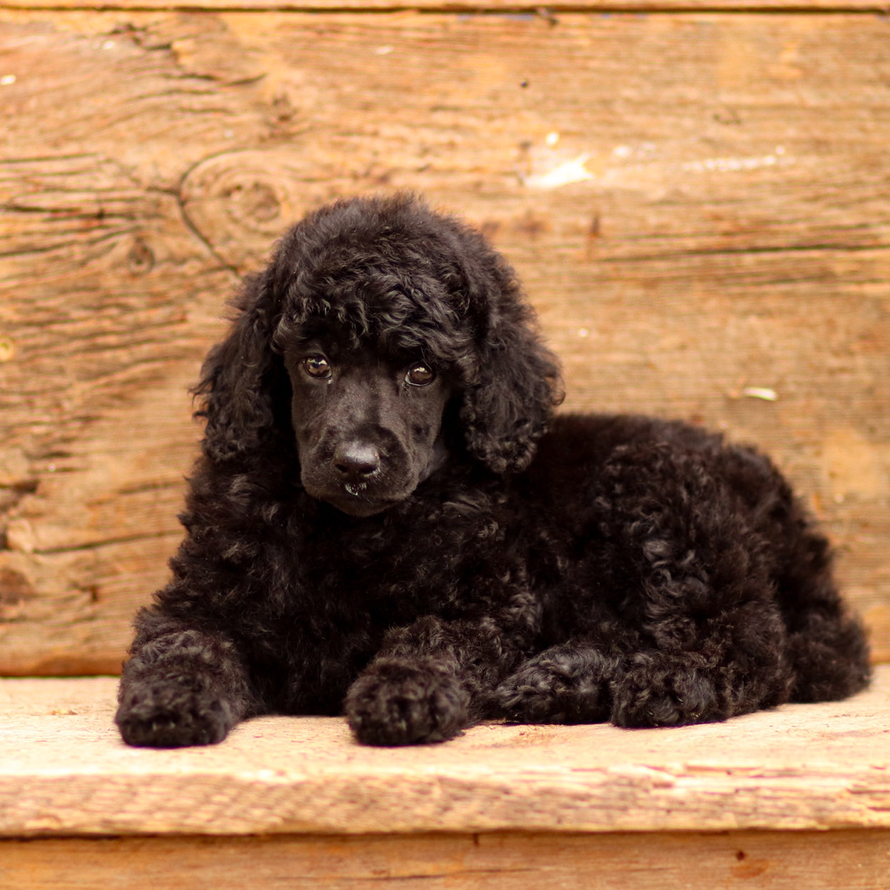 puppy, for, sale, Standard Poodle, John  Stoltzfus, dog, breeder, Christiana, PA, dog-breeder, puppy-for-sale, forsale, nearby, find, puppyfind, locator, puppylocator, aca