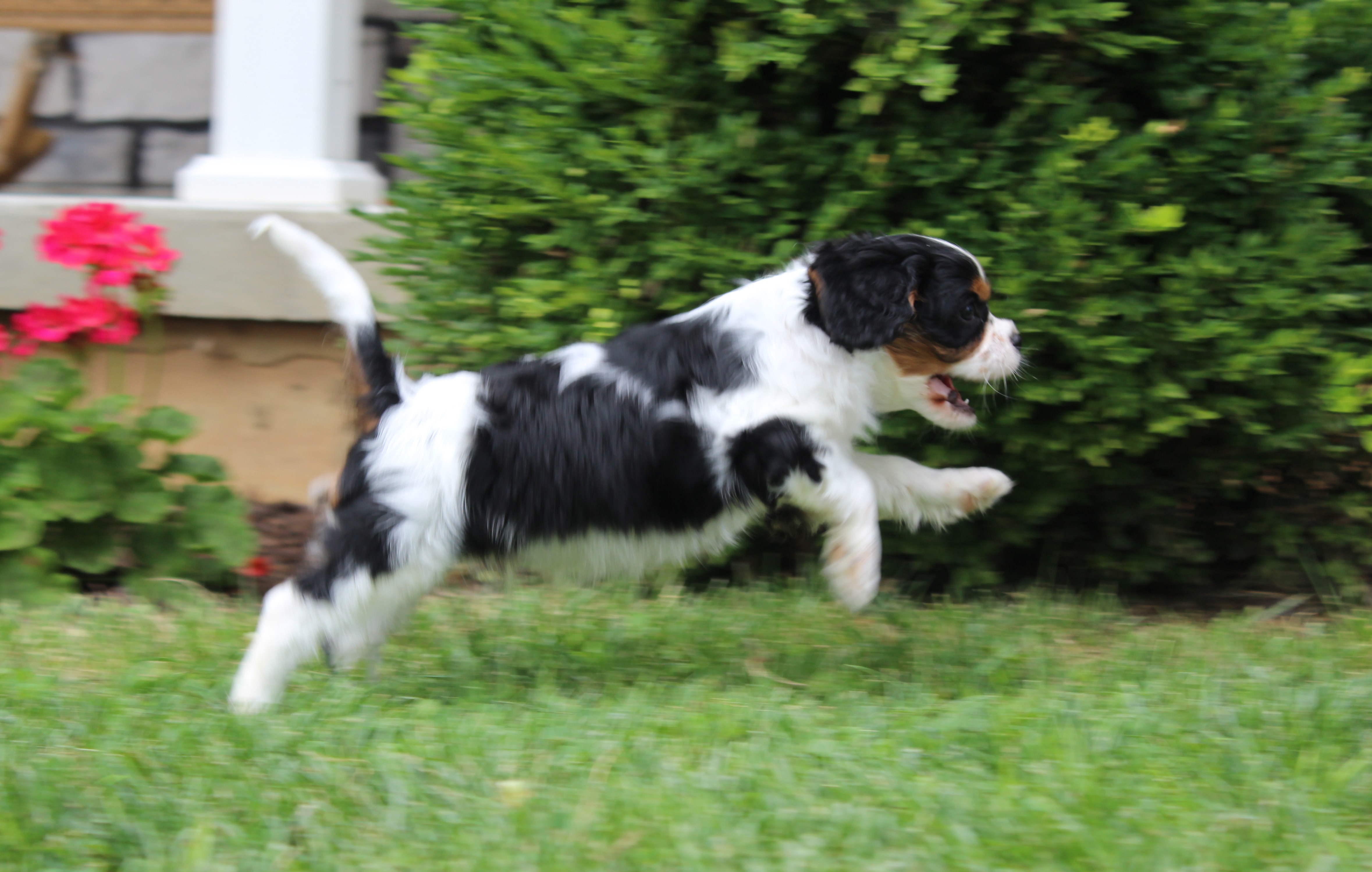 puppy, for, sale, Cavalier King Charles Spaniel,   Little Stream Estates LLC, dog, breeder, Lititz, PA, dog-breeder, puppy-for-sale, forsale, nearby, find, puppyfind, locator, puppylocator, aca