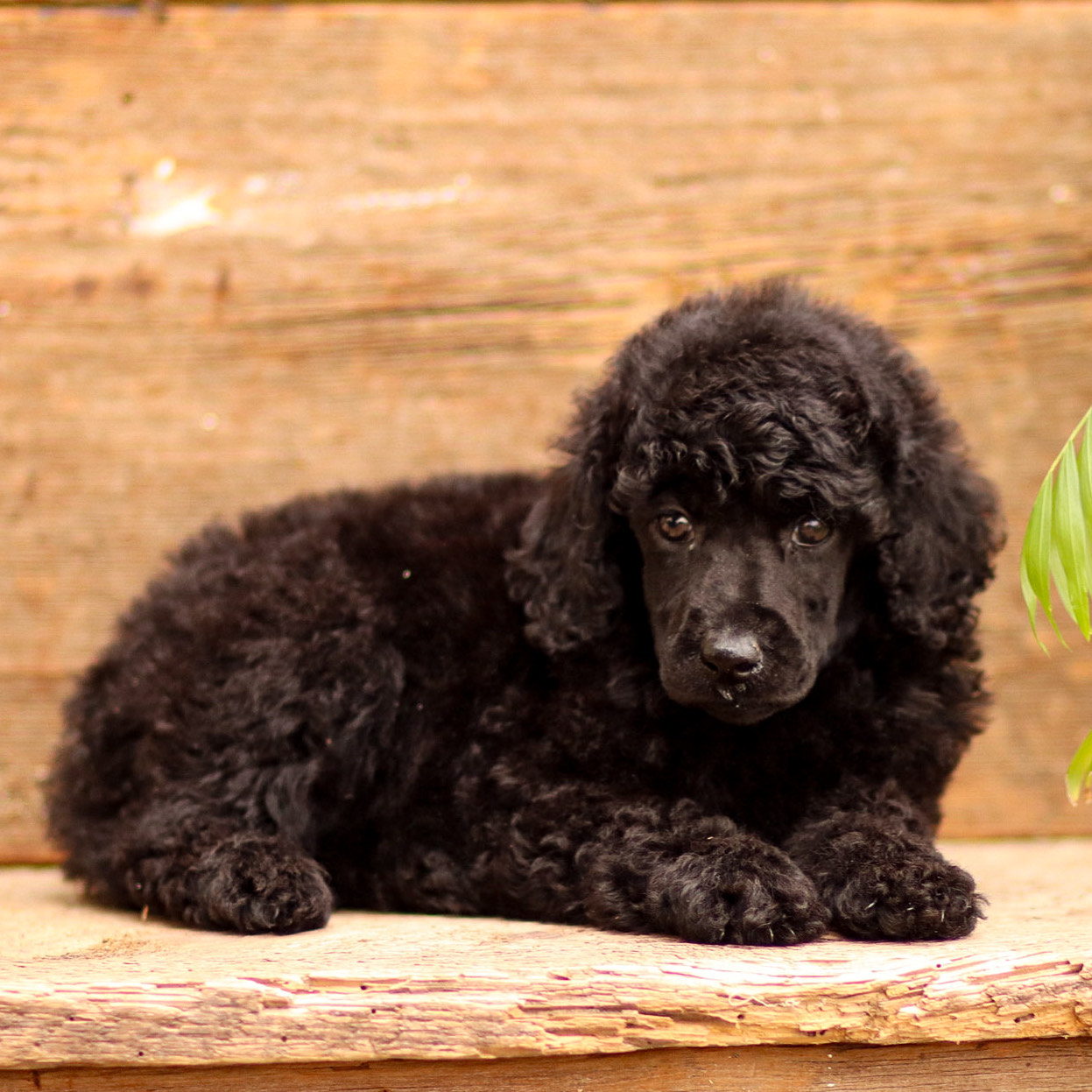 puppy, for, sale, Standard Poodle, John  Stoltzfus, dog, breeder, Christiana, PA, dog-breeder, puppy-for-sale, forsale, nearby, find, puppyfind, locator, puppylocator, aca