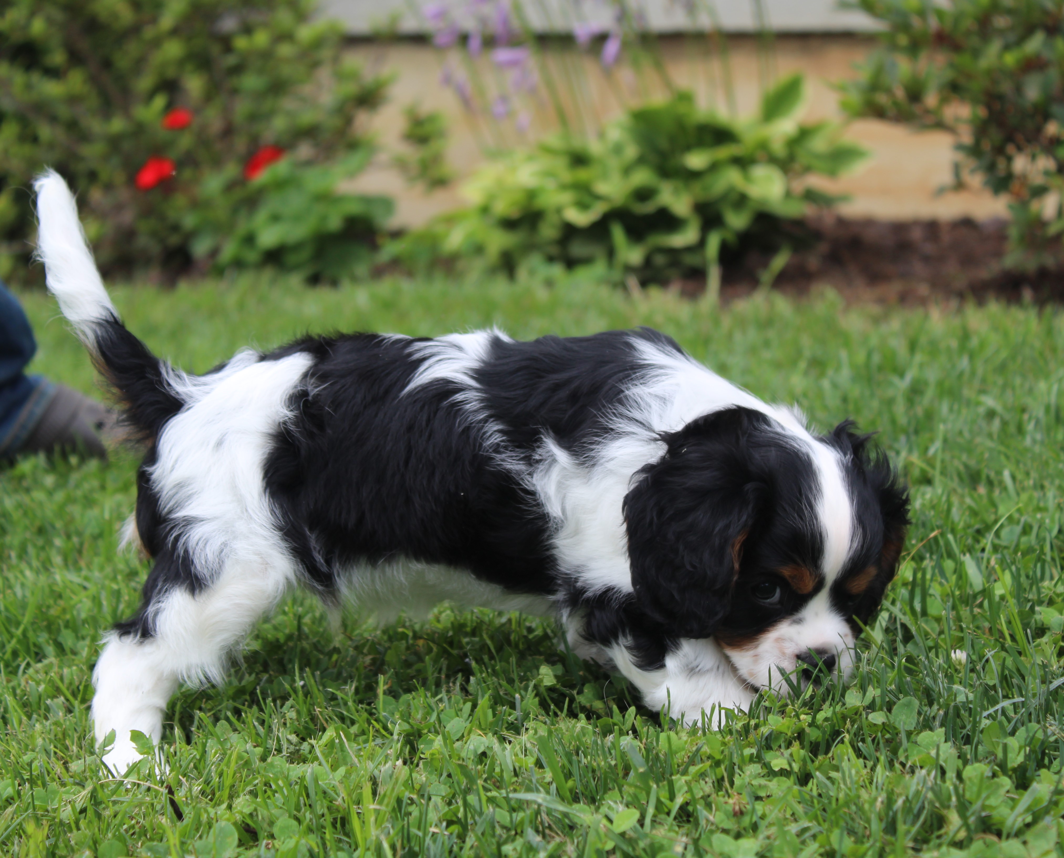 puppy, for, sale, Cavalier King Charles Spaniel,   Little Stream Estates LLC, dog, breeder, Lititz, PA, dog-breeder, puppy-for-sale, forsale, nearby, find, puppyfind, locator, puppylocator, aca