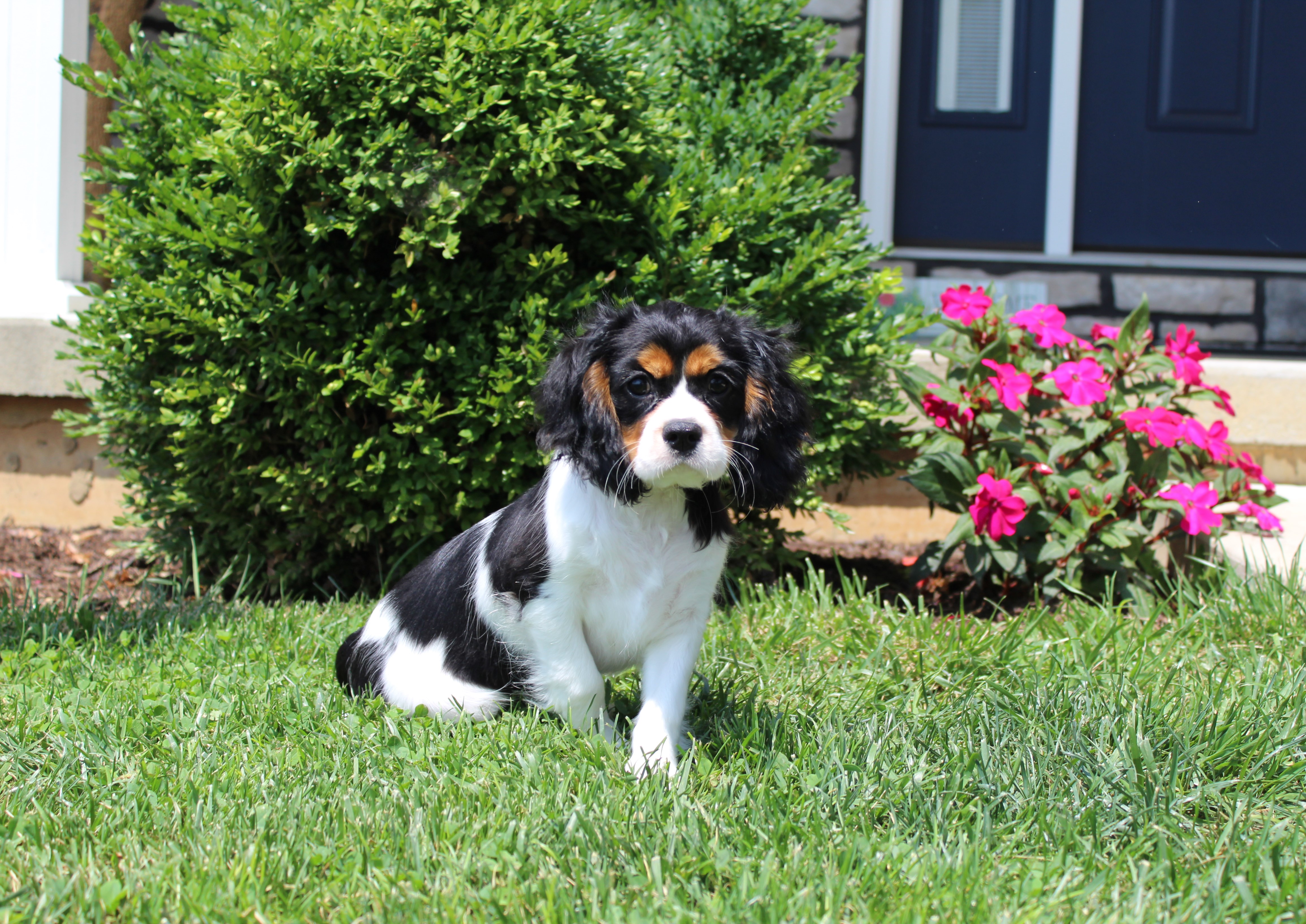 puppy, for, sale, Cavalier King Charles Spaniel,   Little Stream Estates LLC, dog, breeder, Lititz, PA, dog-breeder, puppy-for-sale, forsale, nearby, find, puppyfind, locator, puppylocator, aca