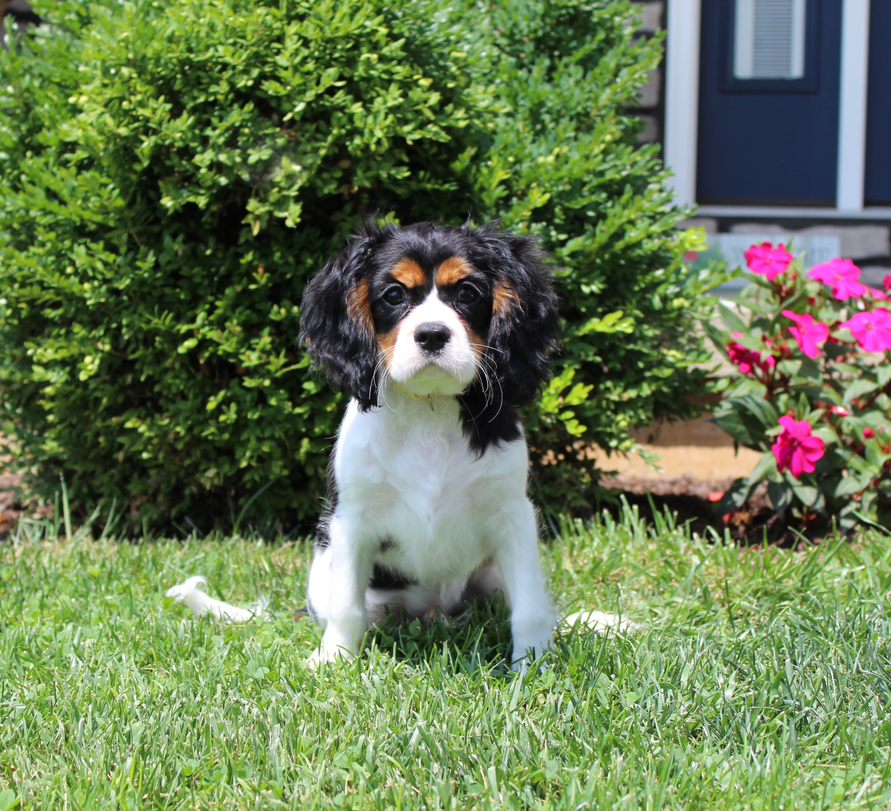 puppy, for, sale, Cavalier King Charles Spaniel,   Little Stream Estates LLC, dog, breeder, Lititz, PA, dog-breeder, puppy-for-sale, forsale, nearby, find, puppyfind, locator, puppylocator, aca