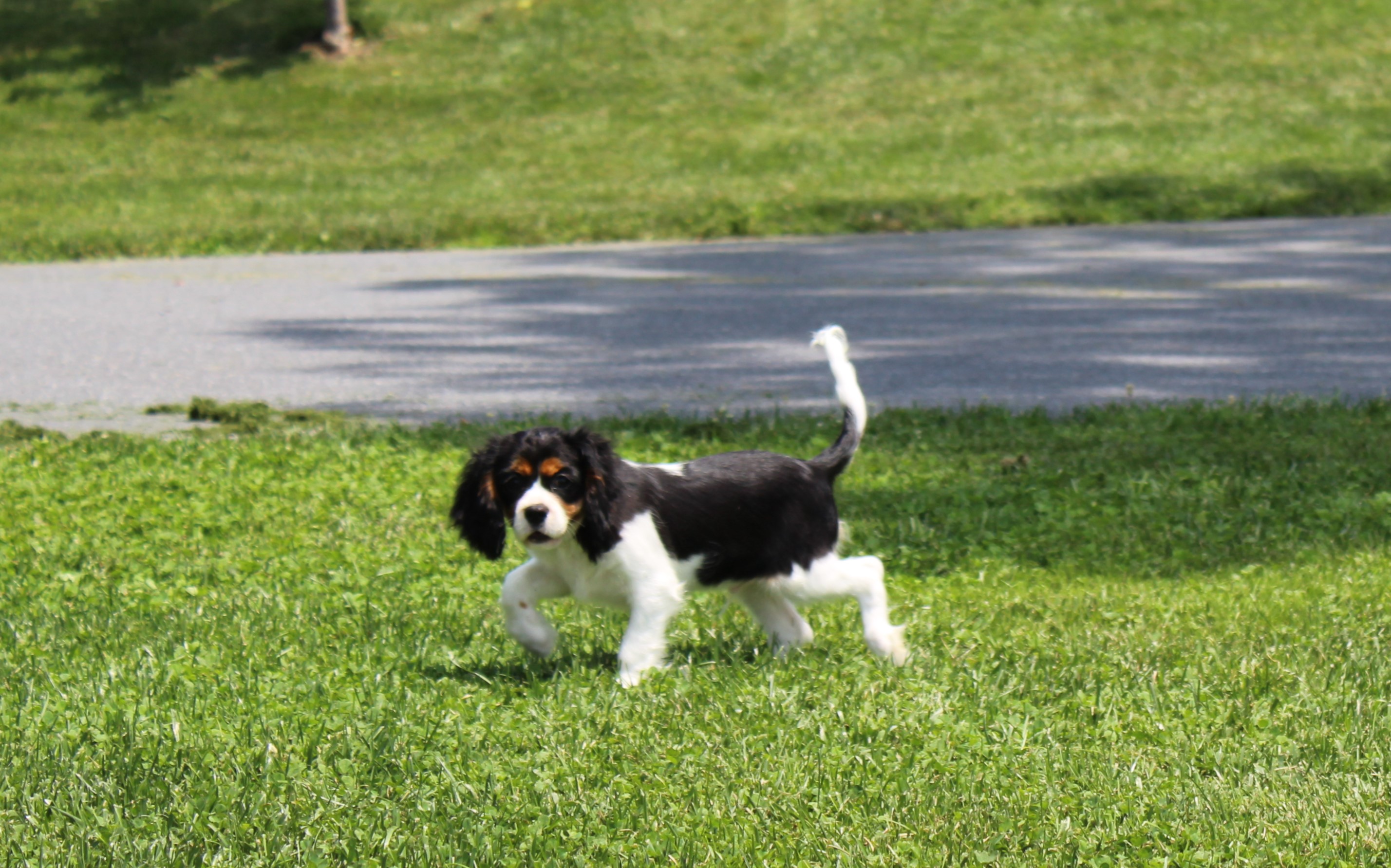 puppy, for, sale, Cavalier King Charles Spaniel,   Little Stream Estates LLC, dog, breeder, Lititz, PA, dog-breeder, puppy-for-sale, forsale, nearby, find, puppyfind, locator, puppylocator, aca
