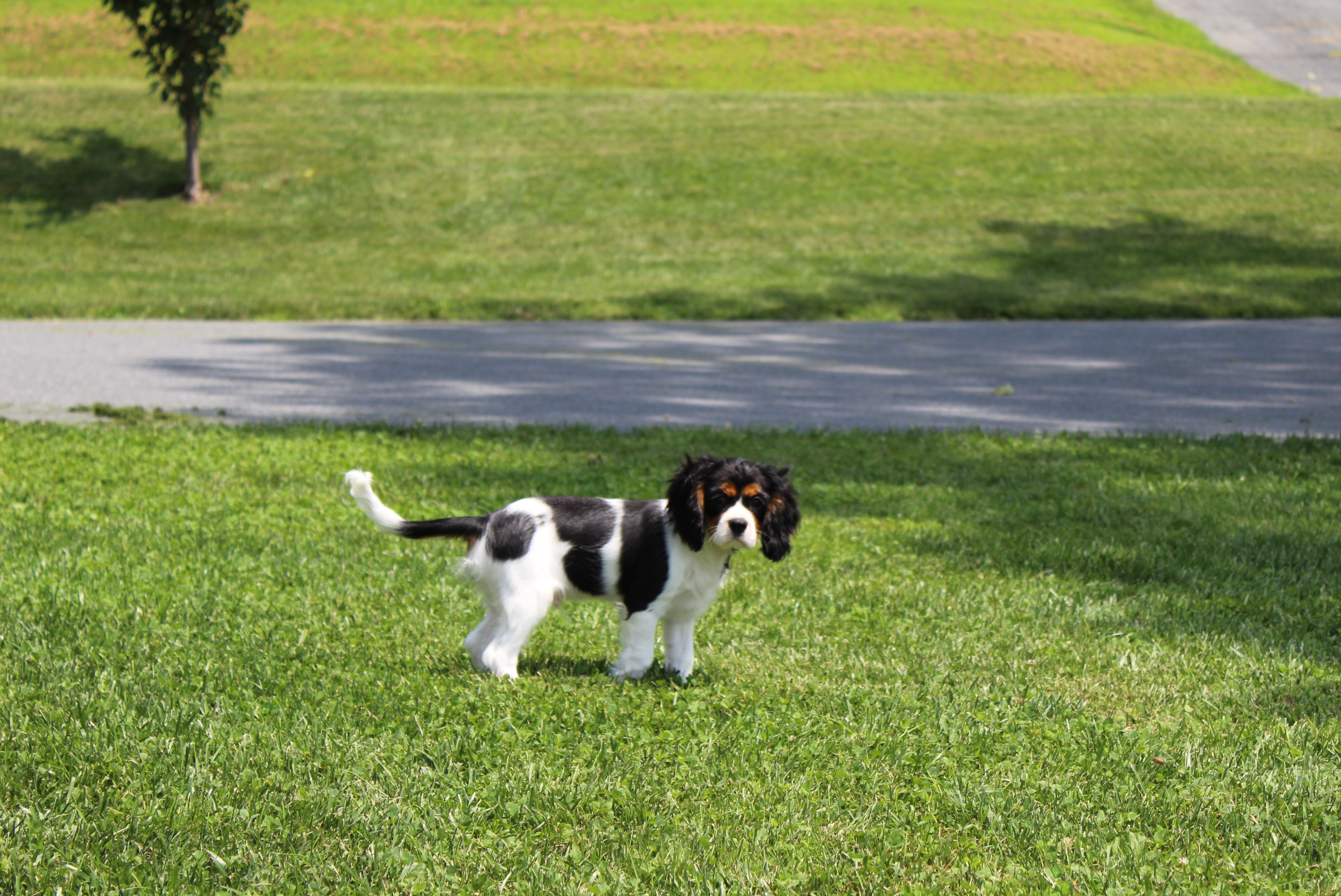 puppy, for, sale, Cavalier King Charles Spaniel,   Little Stream Estates LLC, dog, breeder, Lititz, PA, dog-breeder, puppy-for-sale, forsale, nearby, find, puppyfind, locator, puppylocator, aca