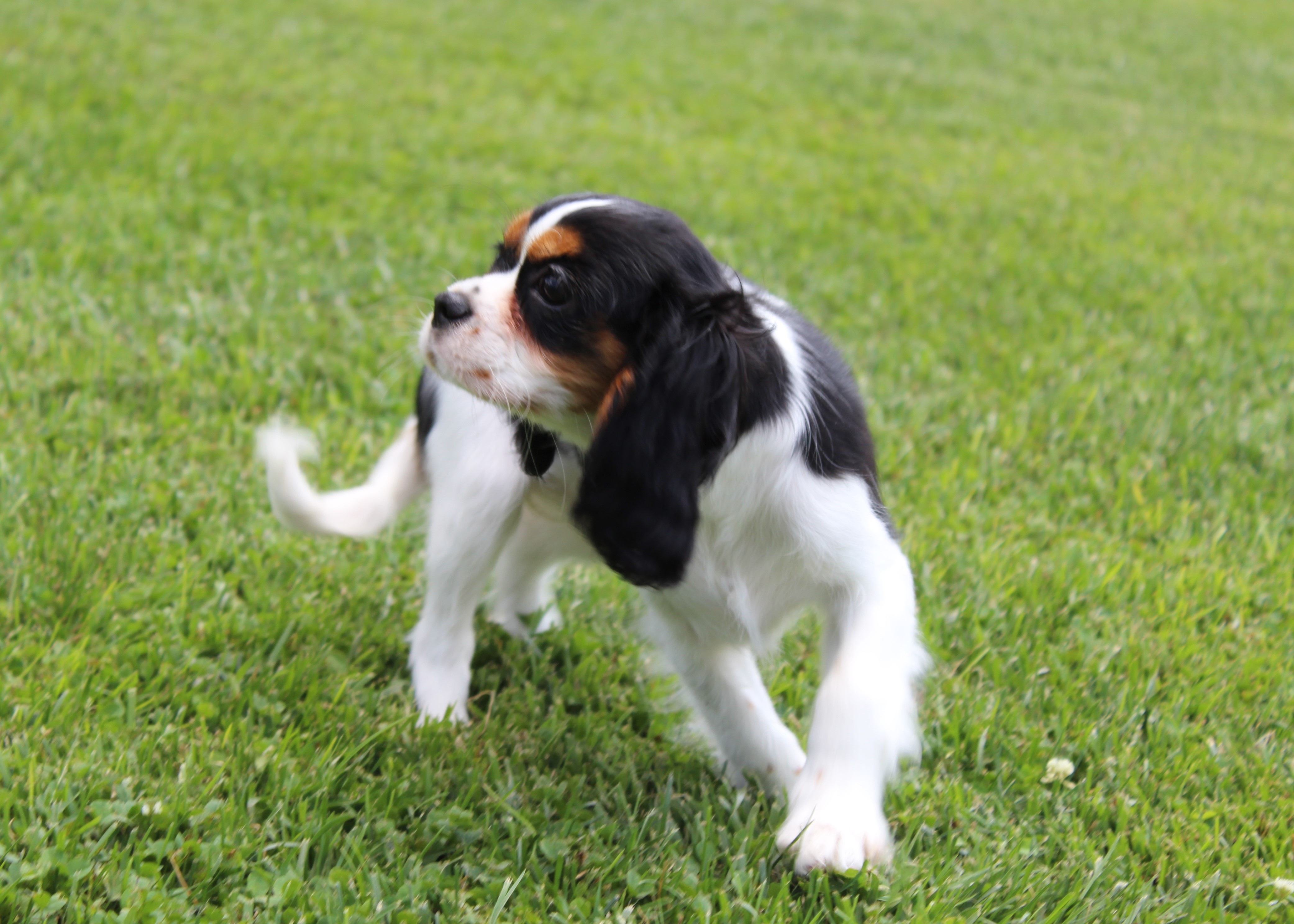 puppy, for, sale, Cavalier King Charles Spaniel,   Little Stream Estates LLC, dog, breeder, Lititz, PA, dog-breeder, puppy-for-sale, forsale, nearby, find, puppyfind, locator, puppylocator, aca
