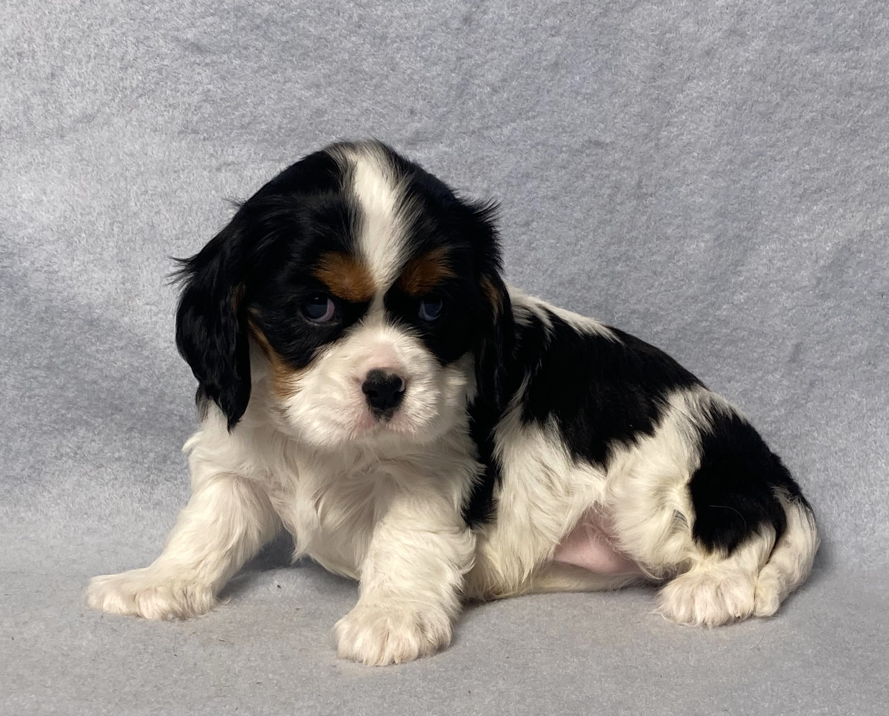 puppy, for, sale, Cavalier King Charles Spaniel,   Little Stream Estates LLC, dog, breeder, Lititz, PA, dog-breeder, puppy-for-sale, forsale, nearby, find, puppyfind, locator, puppylocator, aca