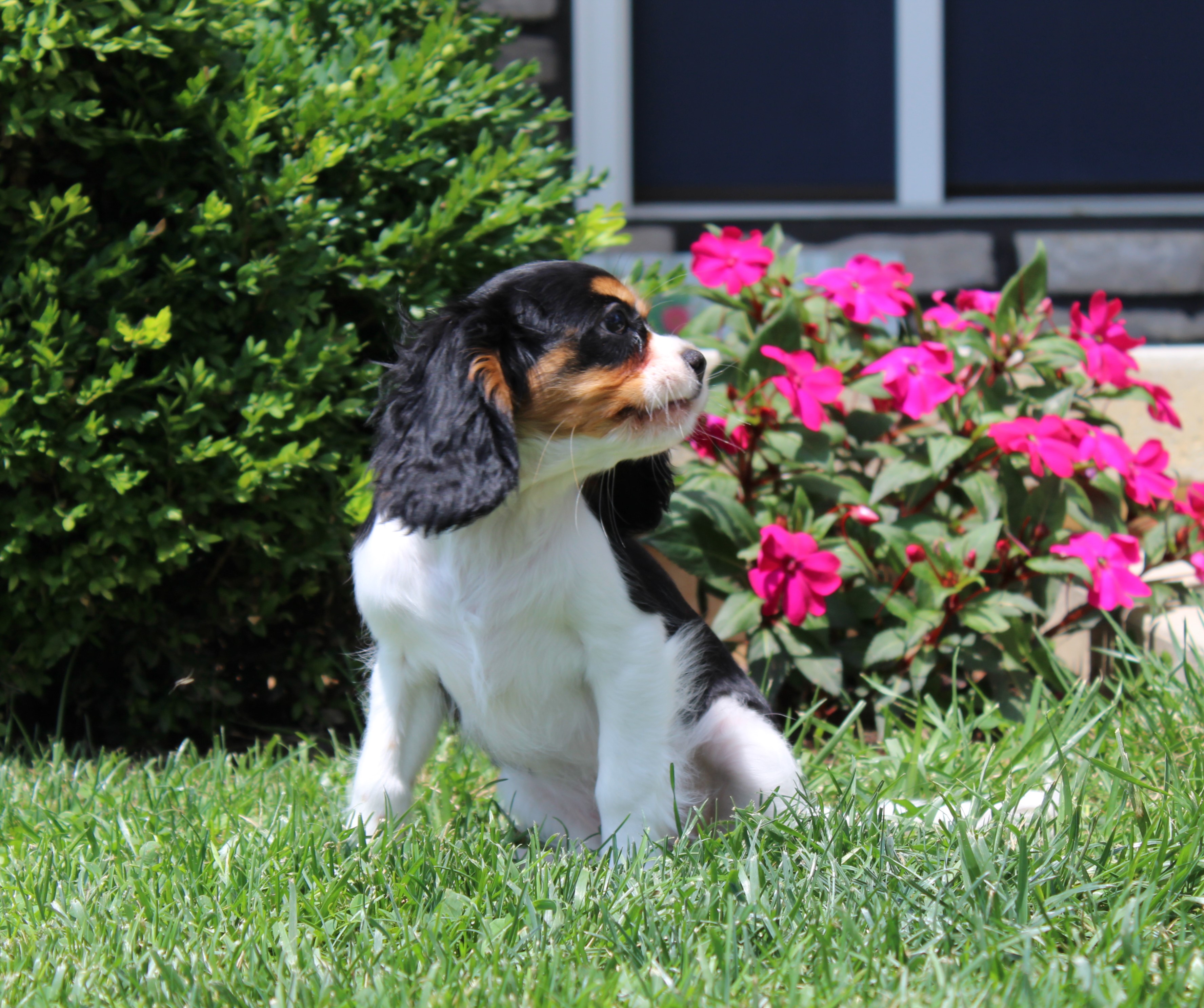 puppy, for, sale, Cavalier King Charles Spaniel,   Little Stream Estates LLC, dog, breeder, Lititz, PA, dog-breeder, puppy-for-sale, forsale, nearby, find, puppyfind, locator, puppylocator, aca