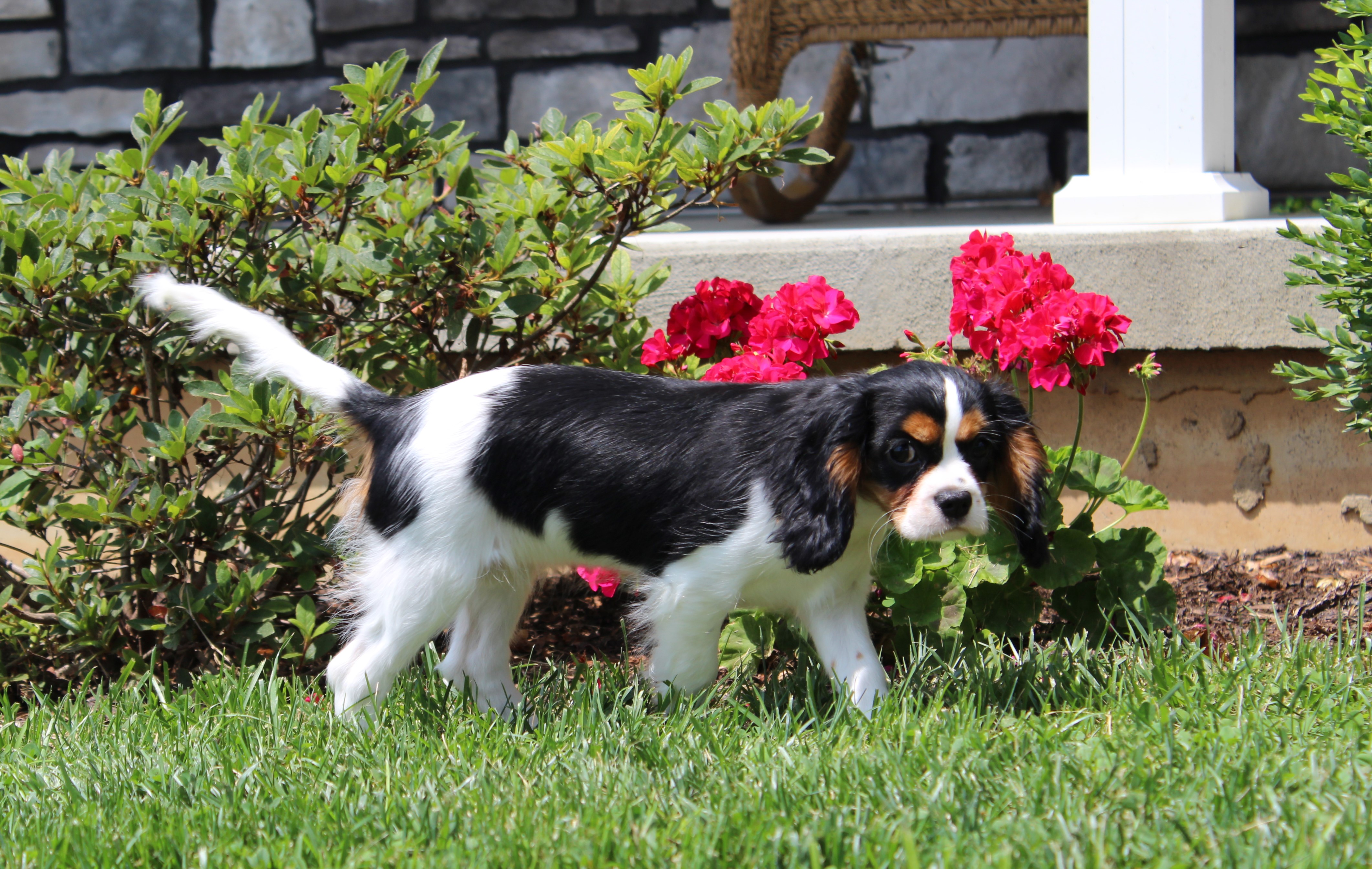 puppy, for, sale, Cavalier King Charles Spaniel,   Little Stream Estates LLC, dog, breeder, Lititz, PA, dog-breeder, puppy-for-sale, forsale, nearby, find, puppyfind, locator, puppylocator, aca