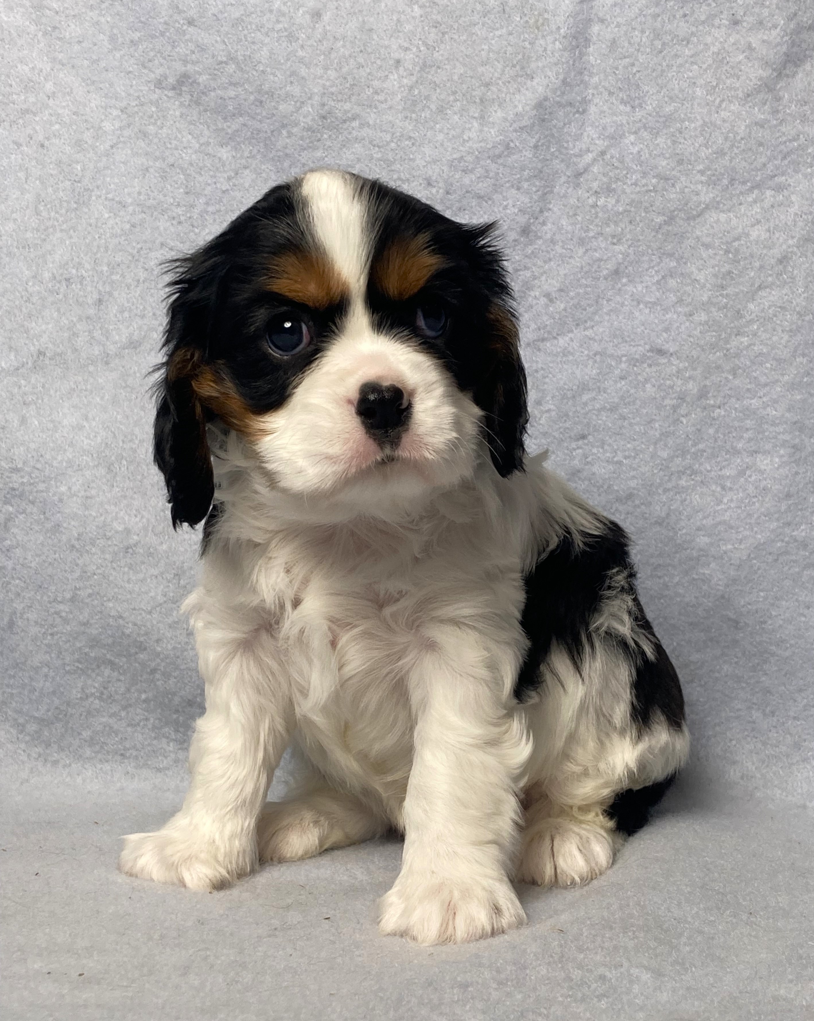 puppy, for, sale, Cavalier King Charles Spaniel,   Little Stream Estates LLC, dog, breeder, Lititz, PA, dog-breeder, puppy-for-sale, forsale, nearby, find, puppyfind, locator, puppylocator, aca