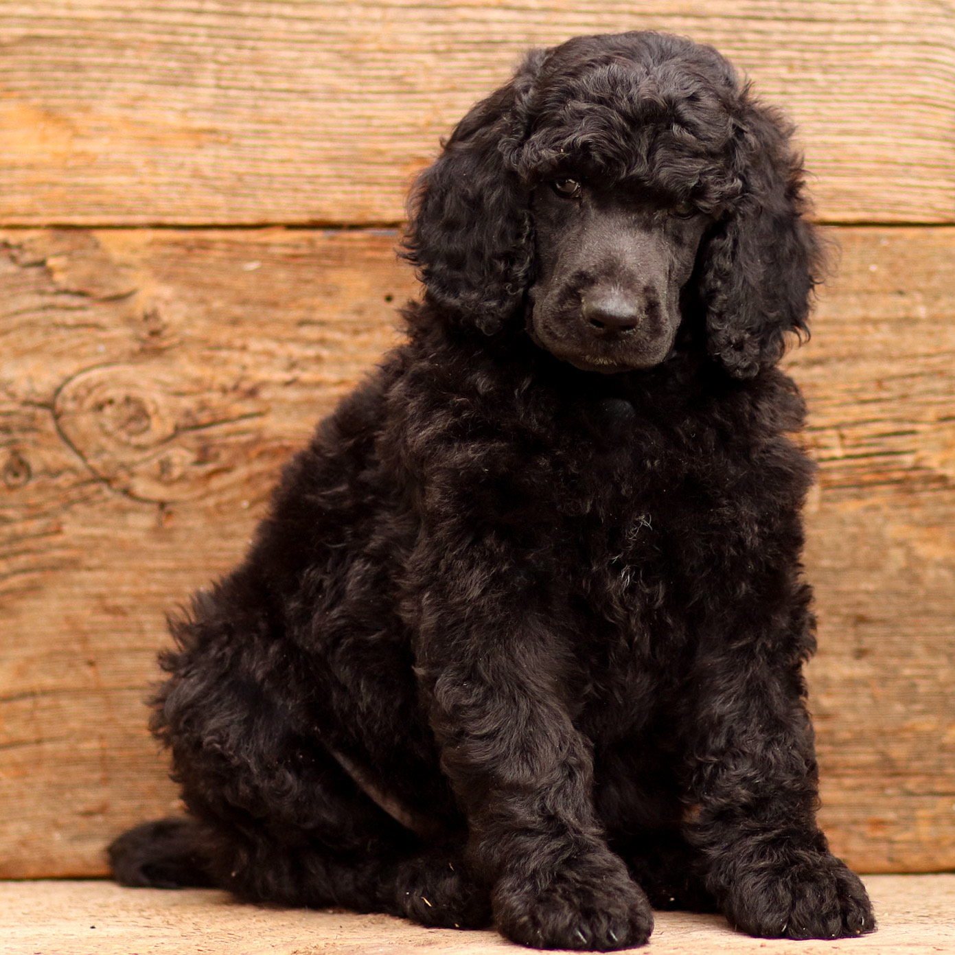 puppy, for, sale, Standard Poodle, John  Stoltzfus, dog, breeder, Christiana, PA, dog-breeder, puppy-for-sale, forsale, nearby, find, puppyfind, locator, puppylocator, aca