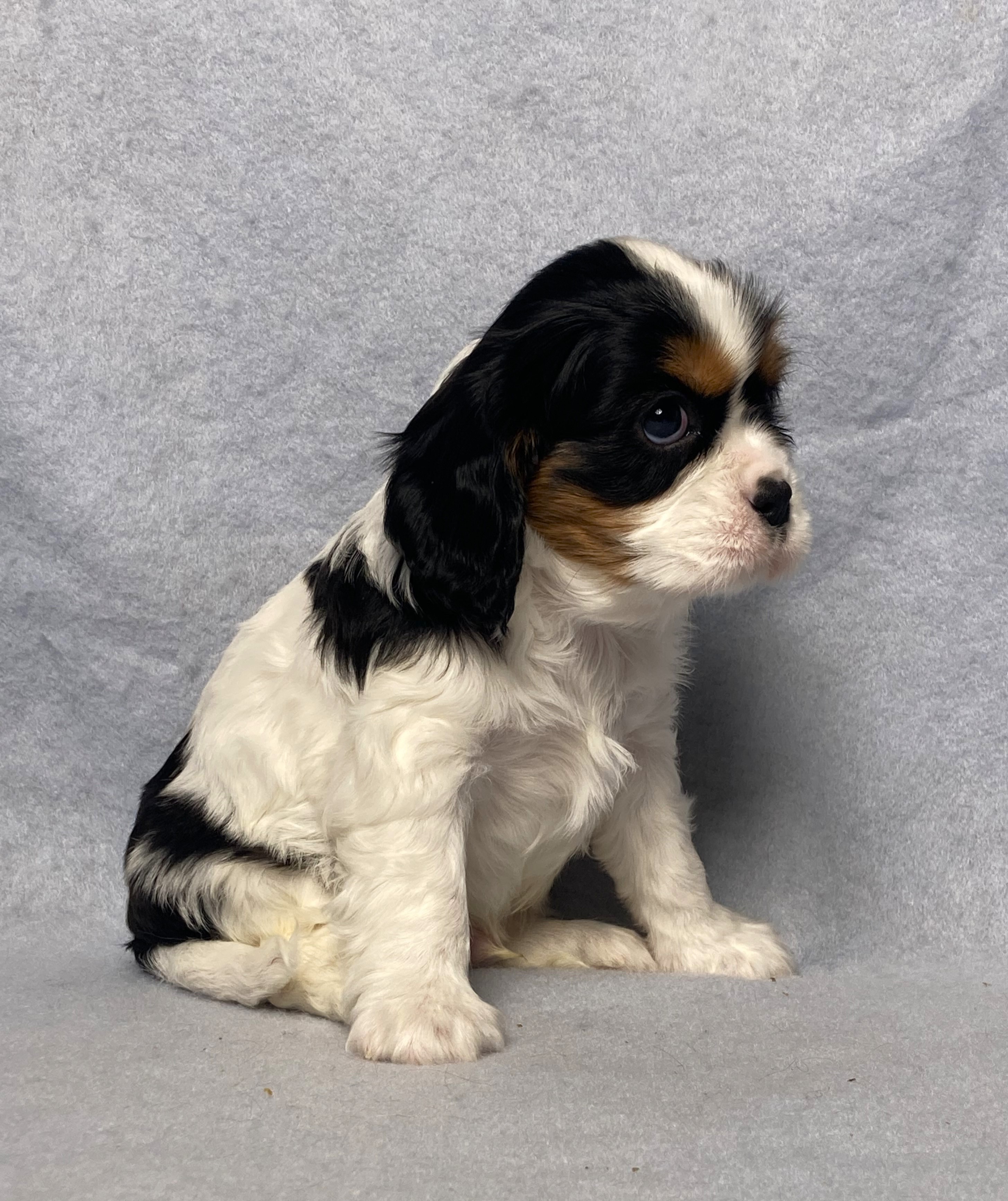puppy, for, sale, Cavalier King Charles Spaniel,   Little Stream Estates LLC, dog, breeder, Lititz, PA, dog-breeder, puppy-for-sale, forsale, nearby, find, puppyfind, locator, puppylocator, aca