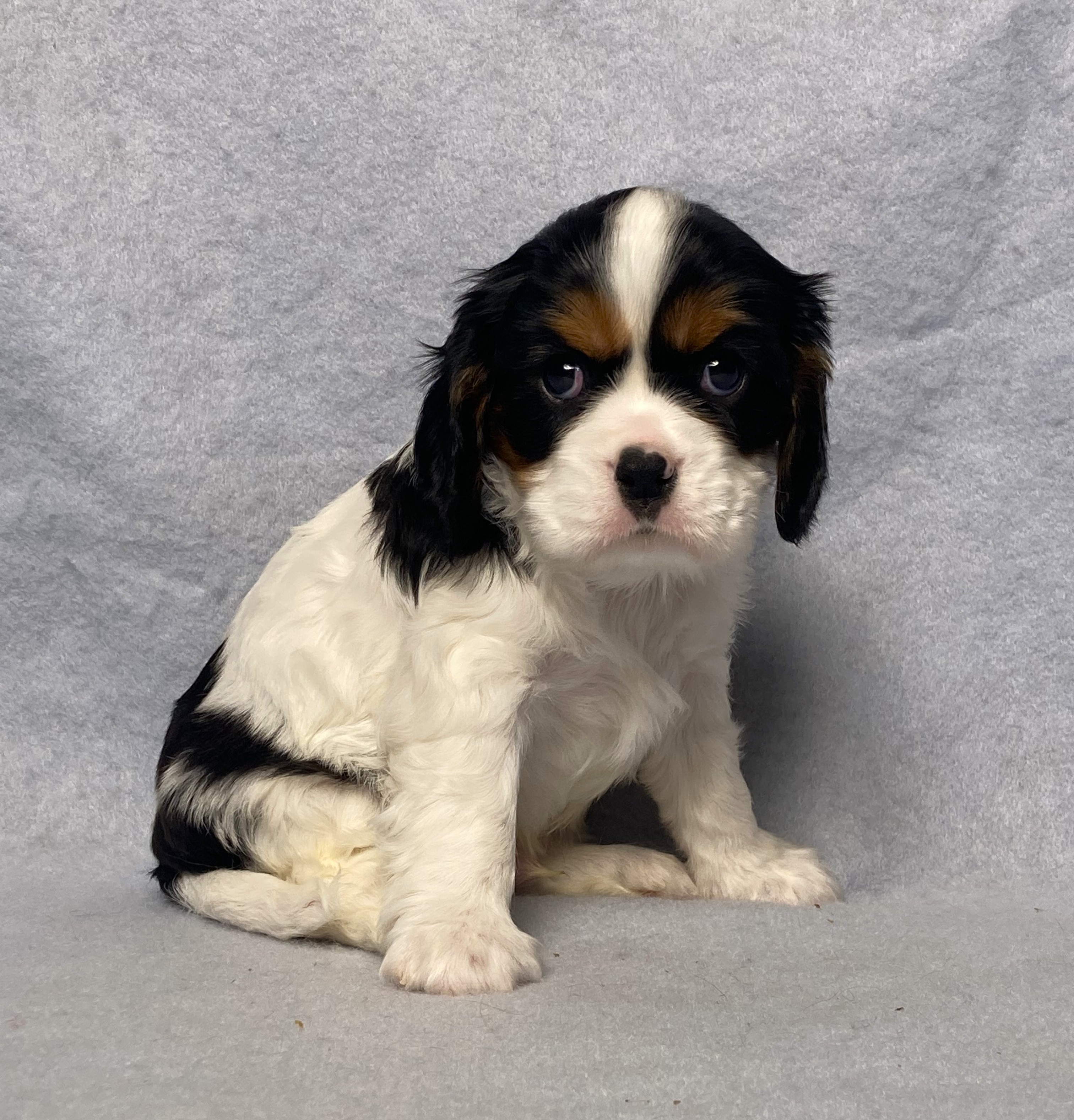 puppy, for, sale, Cavalier King Charles Spaniel,   Little Stream Estates LLC, dog, breeder, Lititz, PA, dog-breeder, puppy-for-sale, forsale, nearby, find, puppyfind, locator, puppylocator, aca