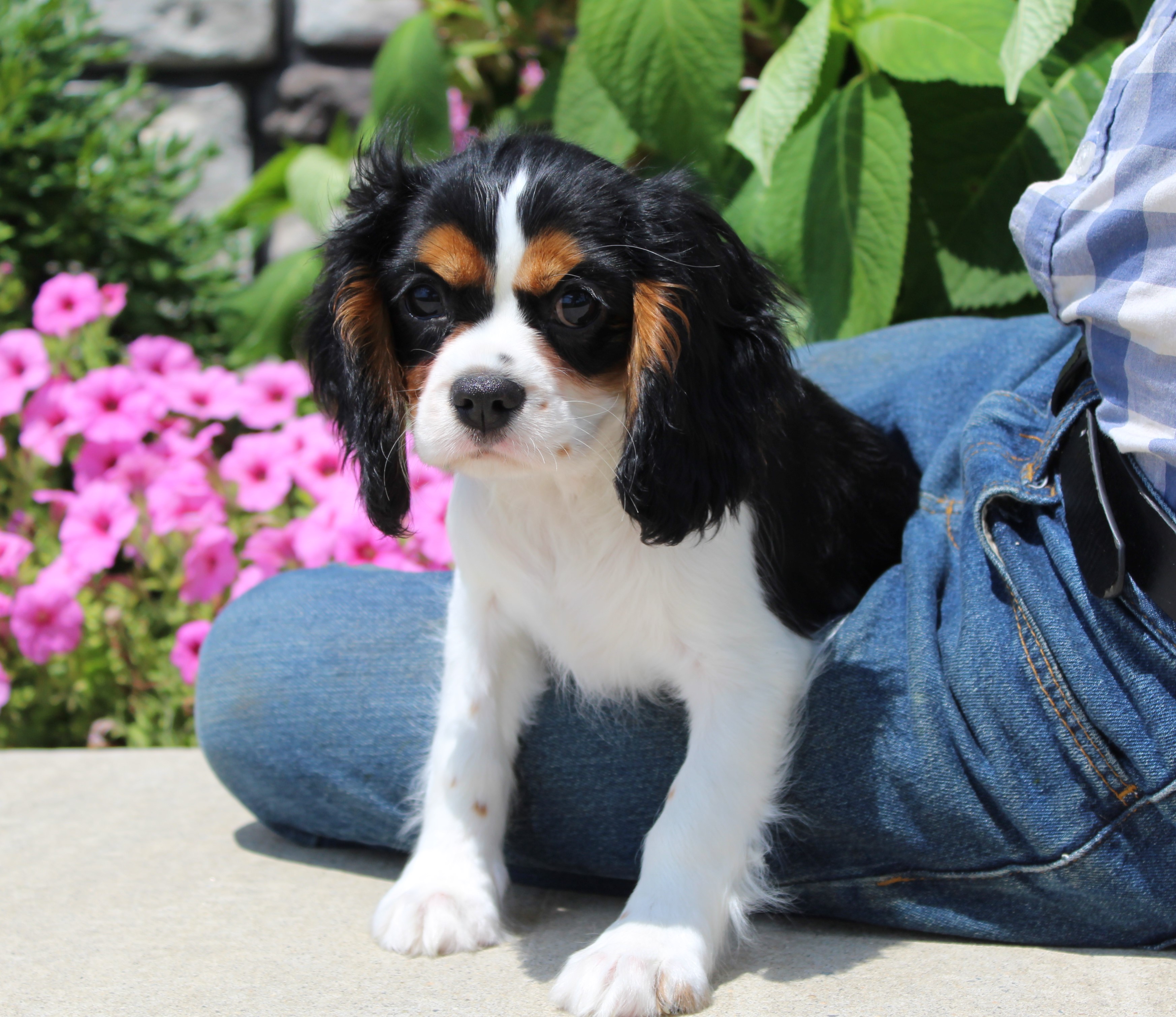 puppy, for, sale, Cavalier King Charles Spaniel,   Little Stream Estates LLC, dog, breeder, Lititz, PA, dog-breeder, puppy-for-sale, forsale, nearby, find, puppyfind, locator, puppylocator, aca