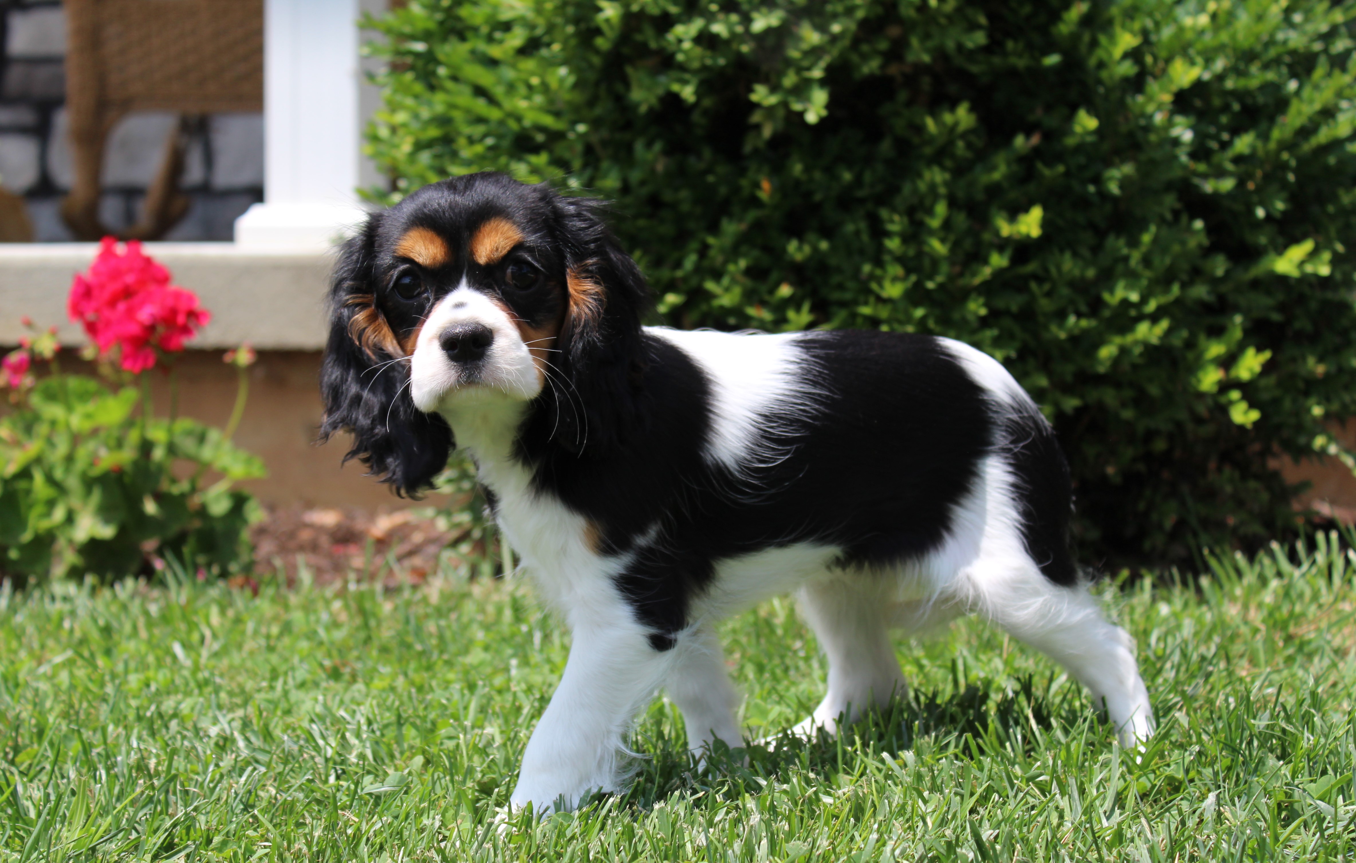 puppy, for, sale, Cavalier King Charles Spaniel,   Little Stream Estates LLC, dog, breeder, Lititz, PA, dog-breeder, puppy-for-sale, forsale, nearby, find, puppyfind, locator, puppylocator, aca