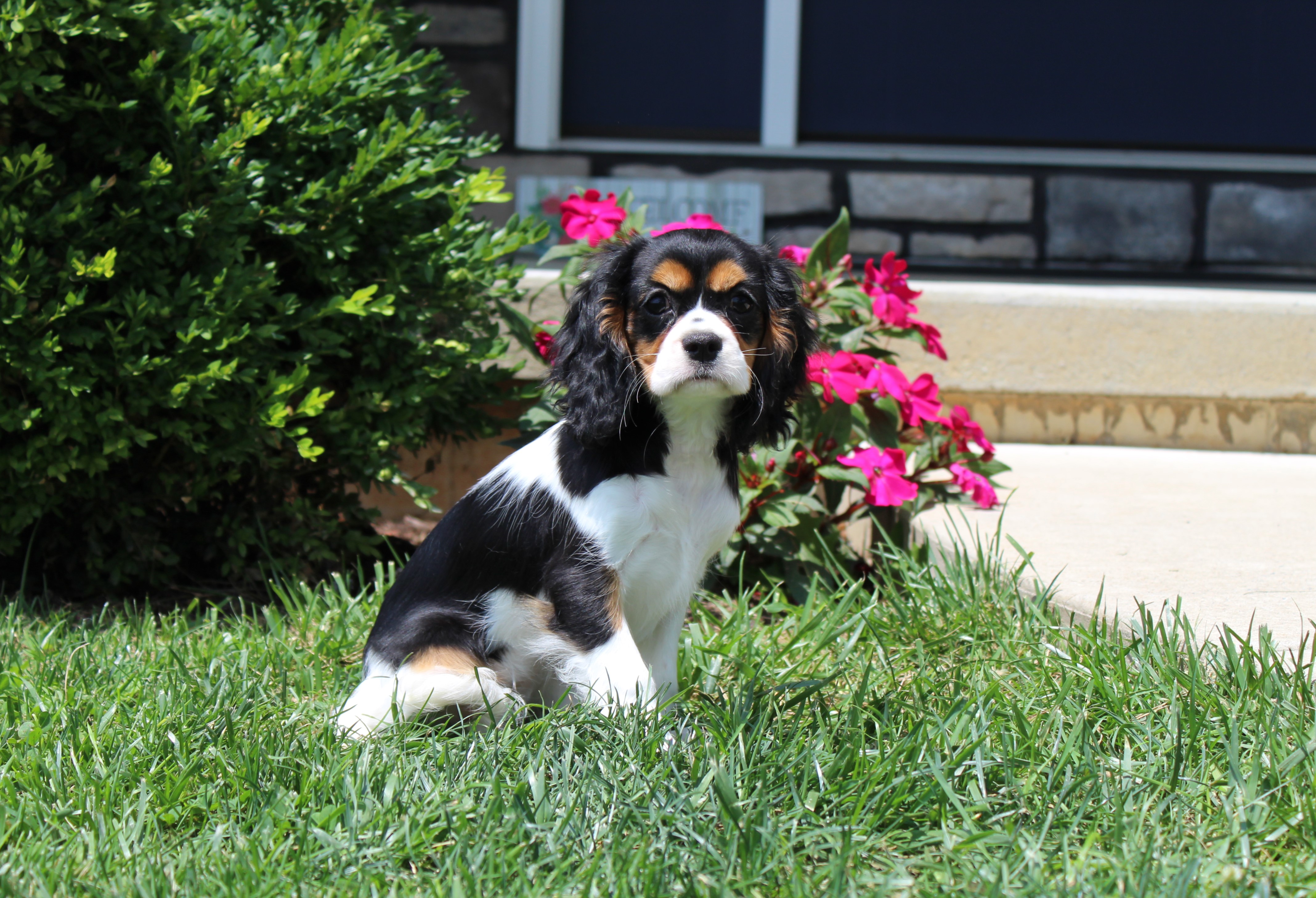 puppy, for, sale, Cavalier King Charles Spaniel,   Little Stream Estates LLC, dog, breeder, Lititz, PA, dog-breeder, puppy-for-sale, forsale, nearby, find, puppyfind, locator, puppylocator, aca