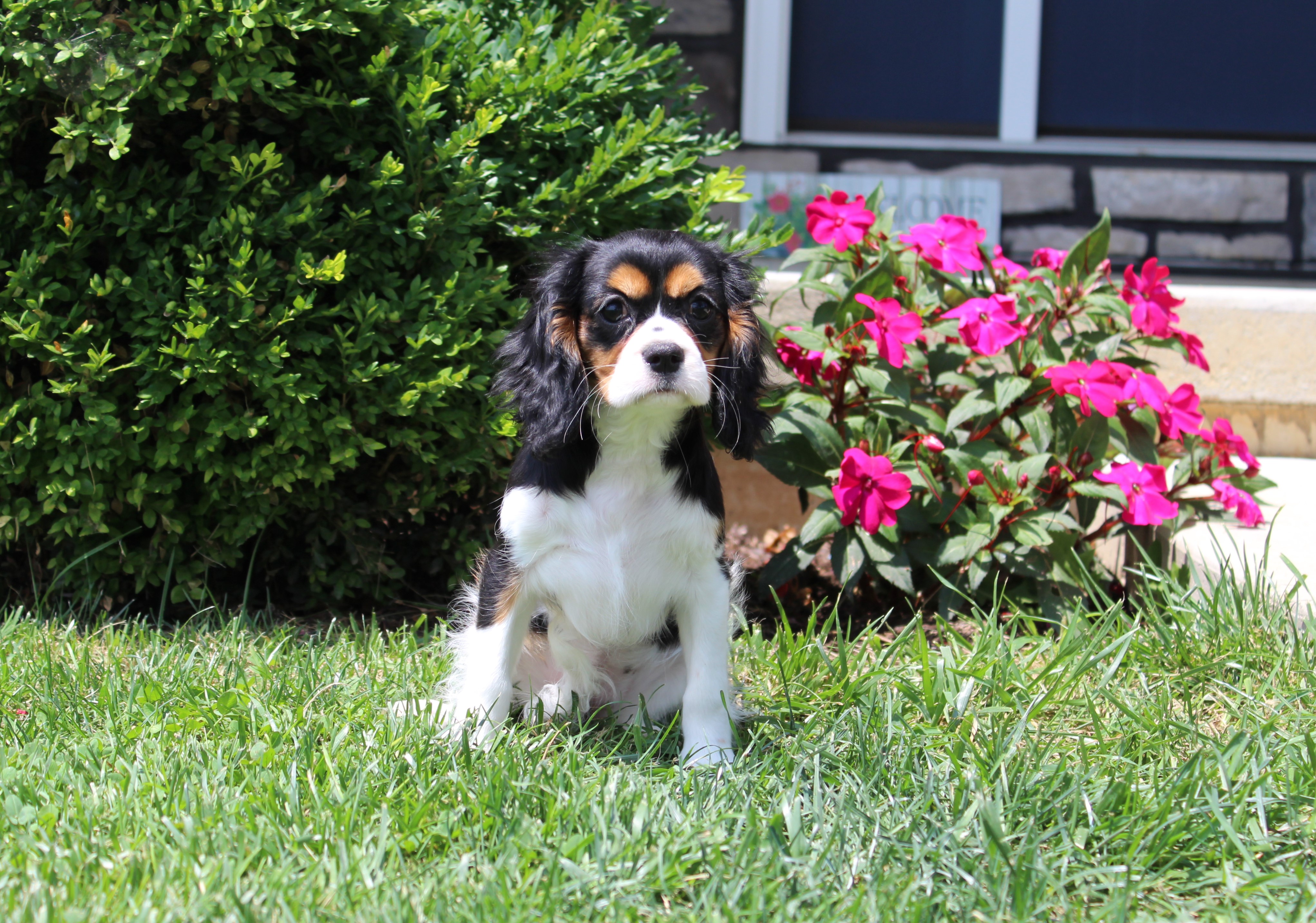 puppy, for, sale, Cavalier King Charles Spaniel,   Little Stream Estates LLC, dog, breeder, Lititz, PA, dog-breeder, puppy-for-sale, forsale, nearby, find, puppyfind, locator, puppylocator, aca