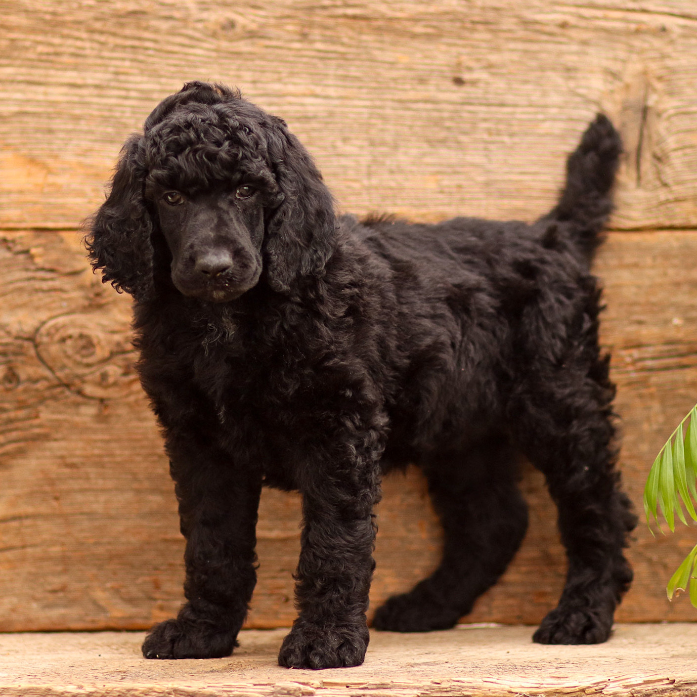 puppy, for, sale, Standard Poodle, John  Stoltzfus, dog, breeder, Christiana, PA, dog-breeder, puppy-for-sale, forsale, nearby, find, puppyfind, locator, puppylocator, aca