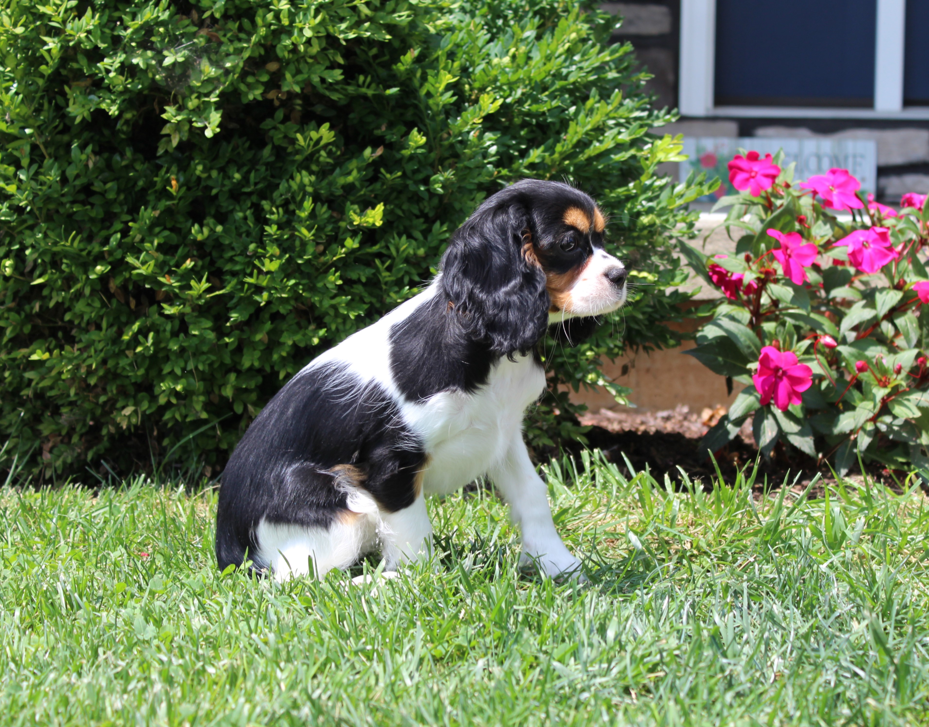 puppy, for, sale, Cavalier King Charles Spaniel,   Little Stream Estates LLC, dog, breeder, Lititz, PA, dog-breeder, puppy-for-sale, forsale, nearby, find, puppyfind, locator, puppylocator, aca