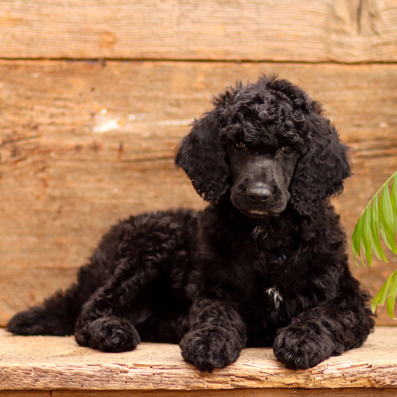 puppy, for, sale, Standard Poodle, John  Stoltzfus, dog, breeder, Christiana, PA, dog-breeder, puppy-for-sale, forsale, nearby, find, puppyfind, locator, puppylocator, aca