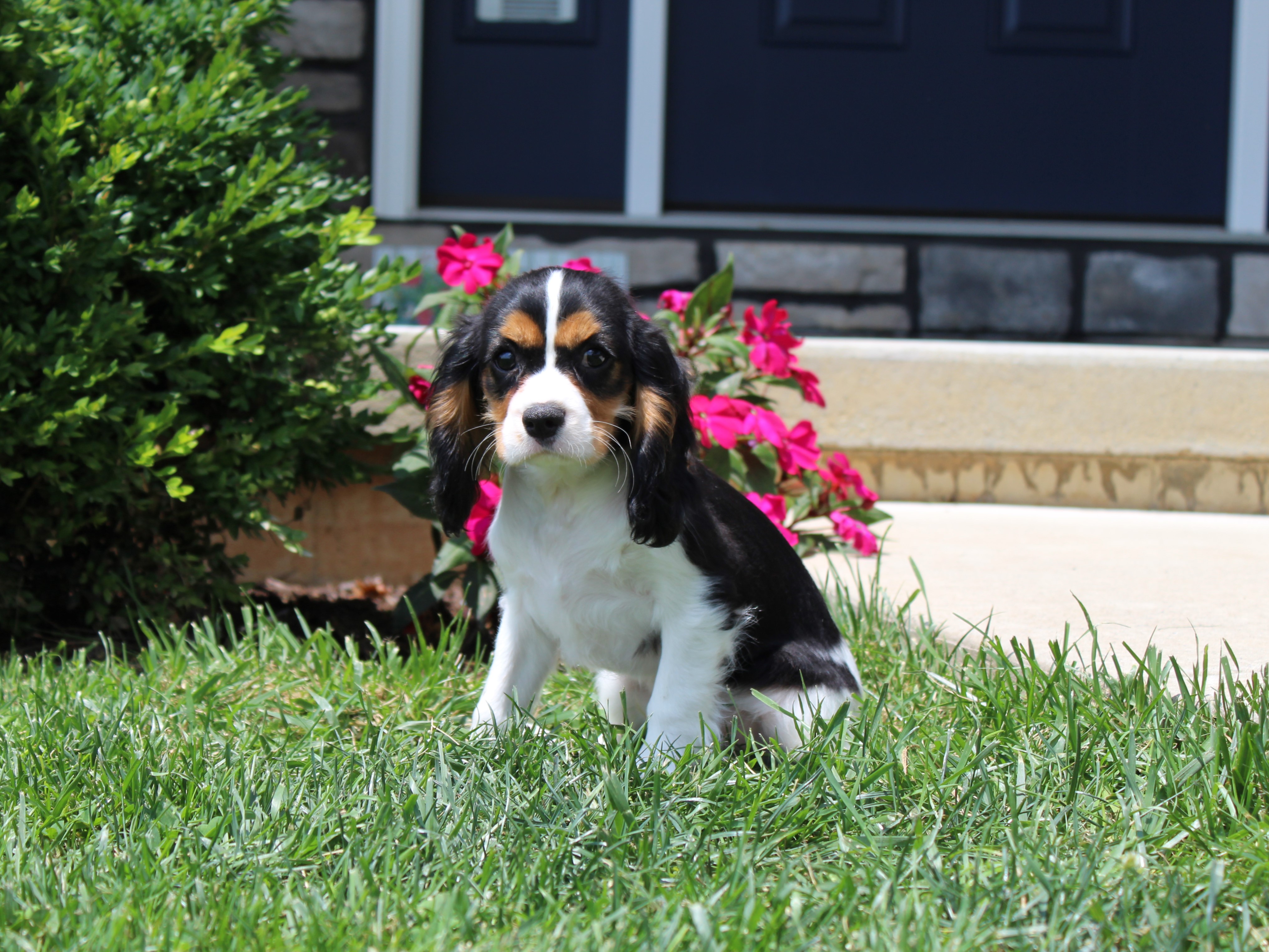 puppy, for, sale, Cavalier King Charles Spaniel,   Little Stream Estates LLC, dog, breeder, Lititz, PA, dog-breeder, puppy-for-sale, forsale, nearby, find, puppyfind, locator, puppylocator, aca