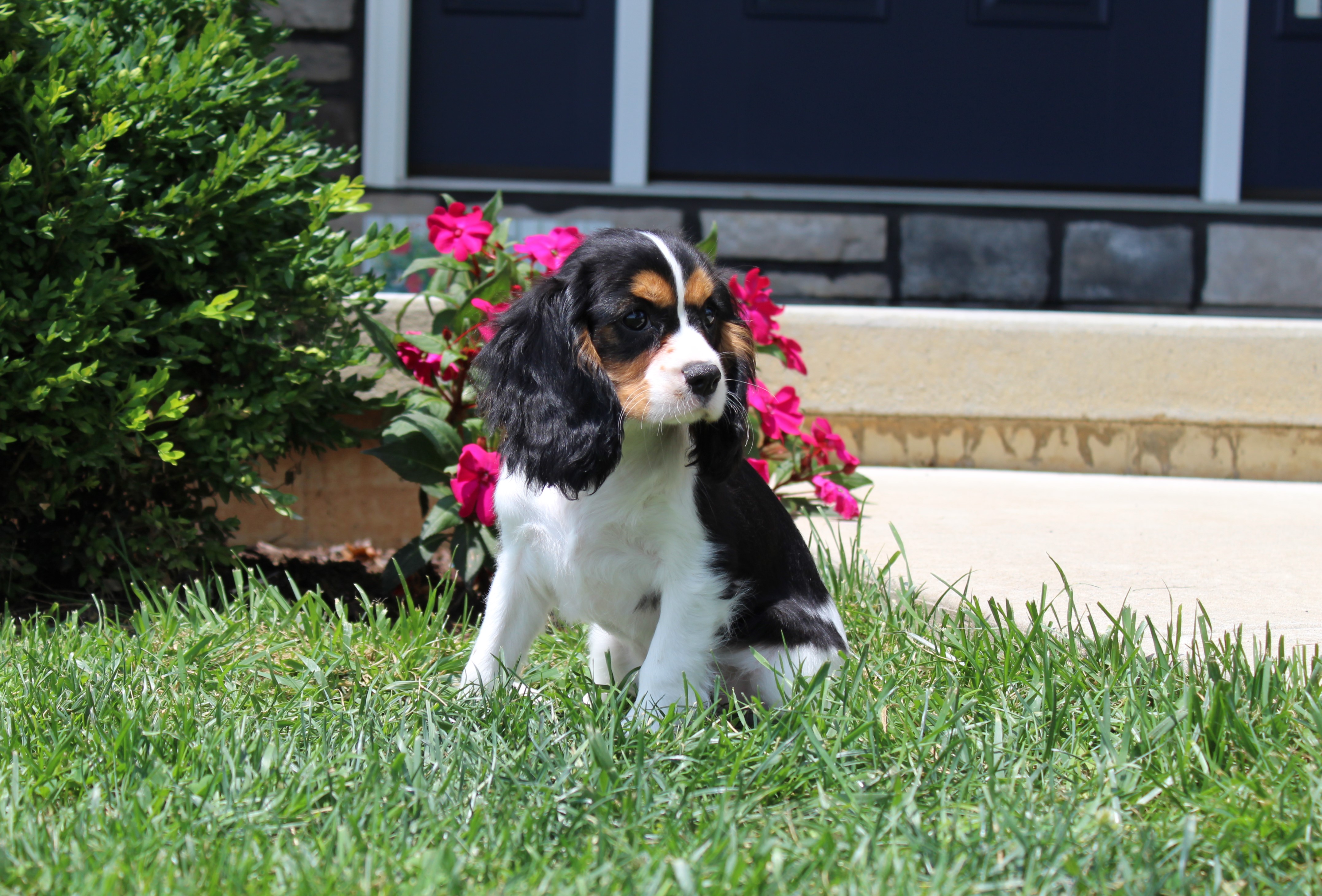 puppy, for, sale, Cavalier King Charles Spaniel,   Little Stream Estates LLC, dog, breeder, Lititz, PA, dog-breeder, puppy-for-sale, forsale, nearby, find, puppyfind, locator, puppylocator, aca