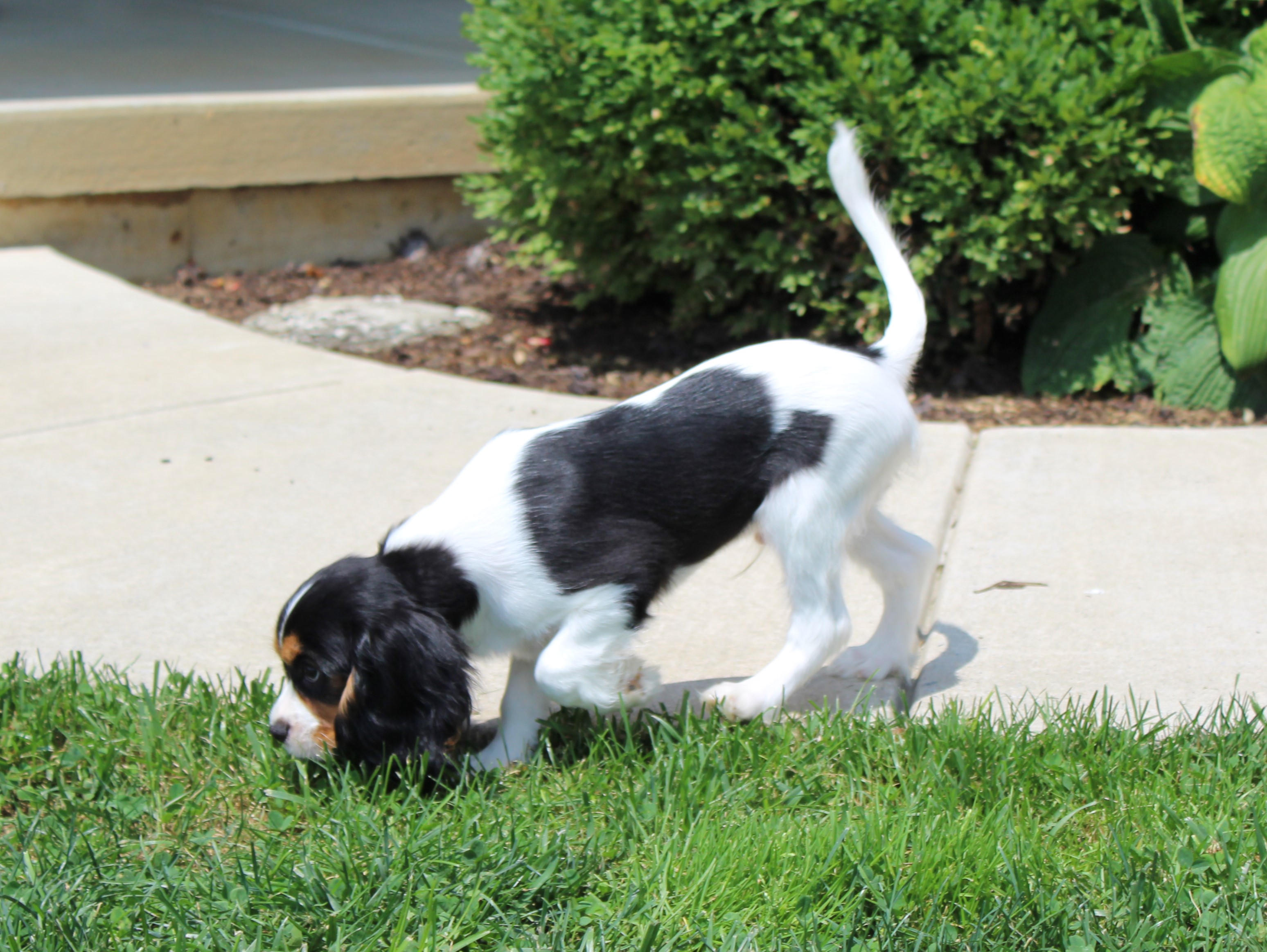 puppy, for, sale, Cavalier King Charles Spaniel,   Little Stream Estates LLC, dog, breeder, Lititz, PA, dog-breeder, puppy-for-sale, forsale, nearby, find, puppyfind, locator, puppylocator, aca