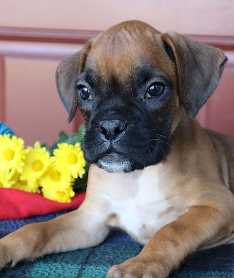 puppy, for, sale, Boxer, Leon M Martin, dog, breeder, Denver, PA, dog-breeder, puppy-for-sale, forsale, nearby, find, puppyfind, locator, puppylocator, aca