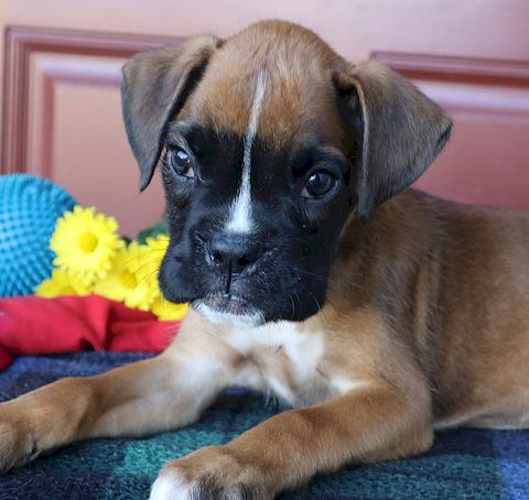 puppy, for, sale, Boxer, Leon M Martin, dog, breeder, Denver, PA, dog-breeder, puppy-for-sale, forsale, nearby, find, puppyfind, locator, puppylocator, aca