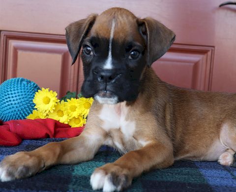 puppy, for, sale, Boxer, Leon M Martin, dog, breeder, Denver, PA, dog-breeder, puppy-for-sale, forsale, nearby, find, puppyfind, locator, puppylocator, aca