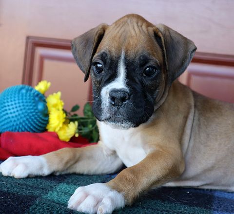 puppy, for, sale, Boxer, Leon M Martin, dog, breeder, Denver, PA, dog-breeder, puppy-for-sale, forsale, nearby, find, puppyfind, locator, puppylocator, aca