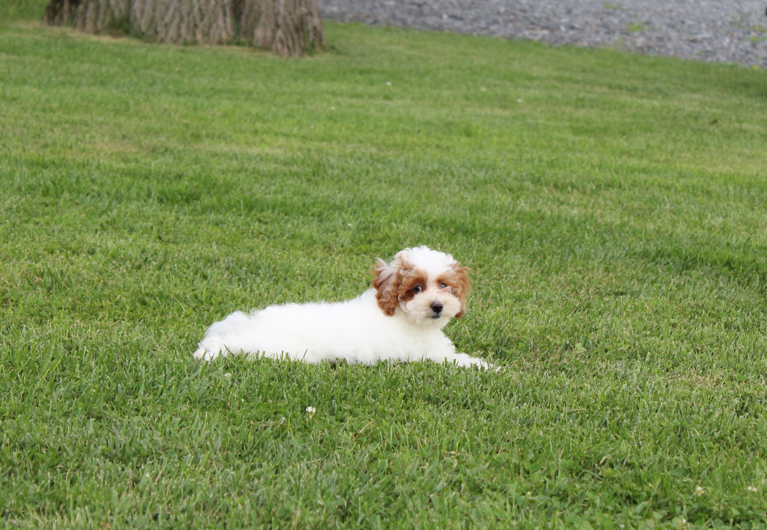 puppy, for, sale, Poodle,   Little Stream Estates LLC, dog, breeder, Lititz, PA, dog-breeder, puppy-for-sale, forsale, nearby, find, puppyfind, locator, puppylocator, aca