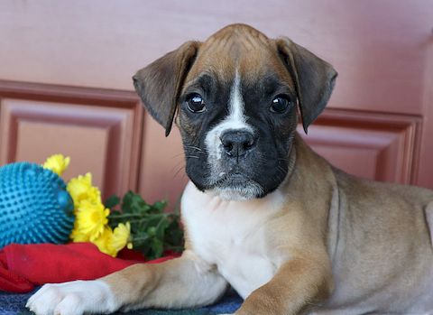 puppy, for, sale, Boxer, Leon M Martin, dog, breeder, Denver, PA, dog-breeder, puppy-for-sale, forsale, nearby, find, puppyfind, locator, puppylocator, aca