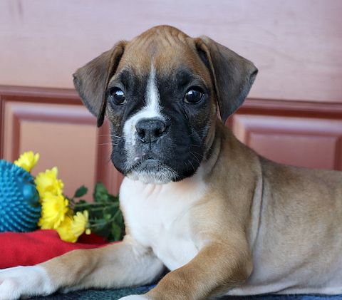 puppy, for, sale, Boxer, Leon M Martin, dog, breeder, Denver, PA, dog-breeder, puppy-for-sale, forsale, nearby, find, puppyfind, locator, puppylocator, aca