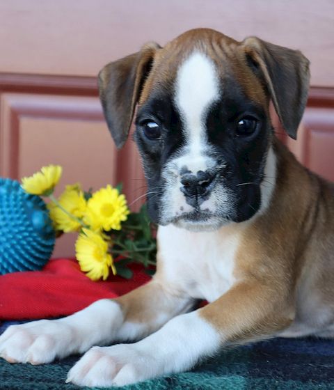 puppy, for, sale, Boxer, Leon M Martin, dog, breeder, Denver, PA, dog-breeder, puppy-for-sale, forsale, nearby, find, puppyfind, locator, puppylocator, aca
