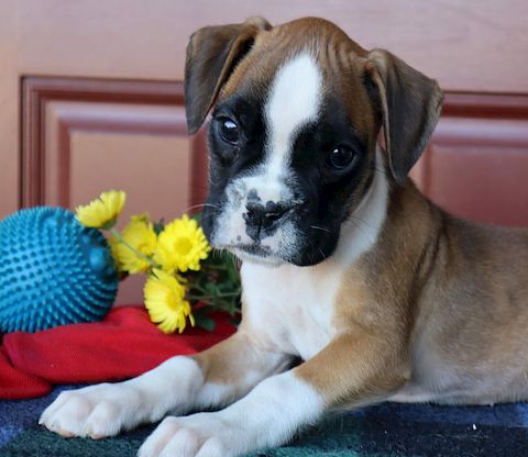puppy, for, sale, Boxer, Leon M Martin, dog, breeder, Denver, PA, dog-breeder, puppy-for-sale, forsale, nearby, find, puppyfind, locator, puppylocator, aca