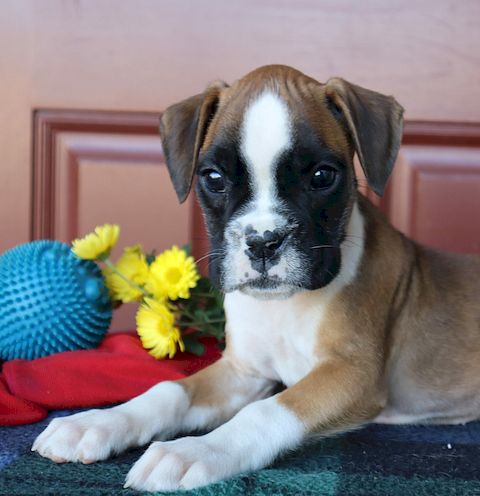 puppy, for, sale, Boxer, Leon M Martin, dog, breeder, Denver, PA, dog-breeder, puppy-for-sale, forsale, nearby, find, puppyfind, locator, puppylocator, aca