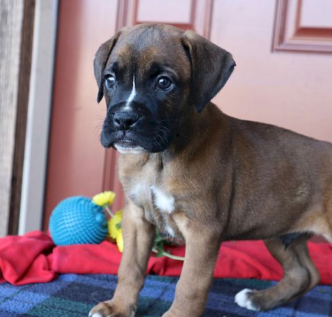 puppy, for, sale, boxer, Leon M Martin, dog, breeder, Denver, PA, dog-breeder, puppy-for-sale, forsale, nearby, find, puppyfind, locator, puppylocator, aca