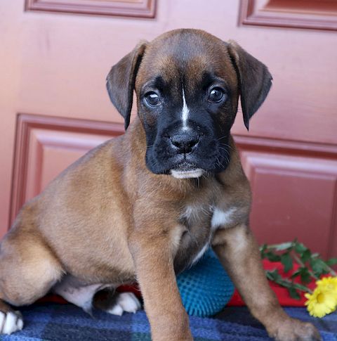 puppy, for, sale, boxer, Leon M Martin, dog, breeder, Denver, PA, dog-breeder, puppy-for-sale, forsale, nearby, find, puppyfind, locator, puppylocator, aca