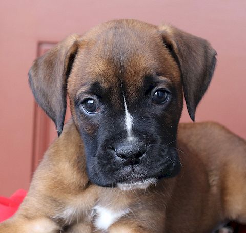 puppy, for, sale, boxer, Leon M Martin, dog, breeder, Denver, PA, dog-breeder, puppy-for-sale, forsale, nearby, find, puppyfind, locator, puppylocator, aca