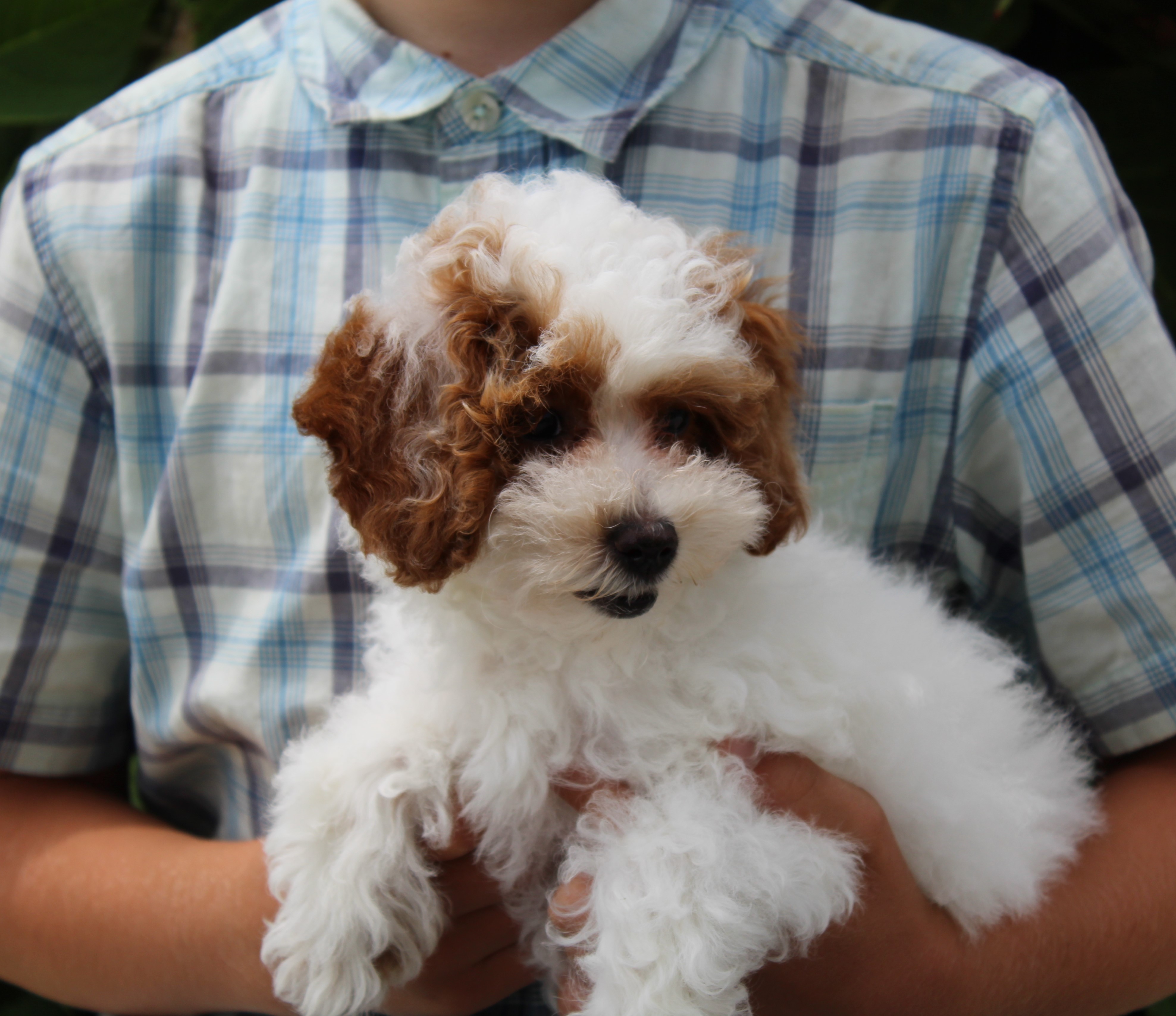 puppy, for, sale, Poodle,   Little Stream Estates LLC, dog, breeder, Lititz, PA, dog-breeder, puppy-for-sale, forsale, nearby, find, puppyfind, locator, puppylocator, aca